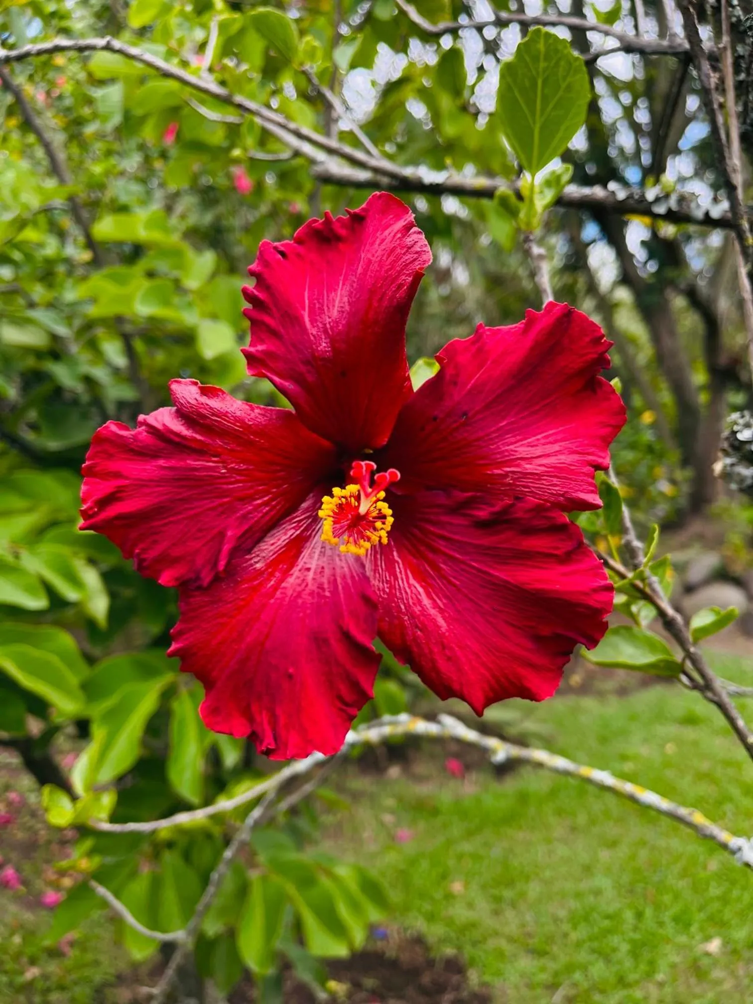 Garden in Hacienda Jimenita Wildlife Reserve