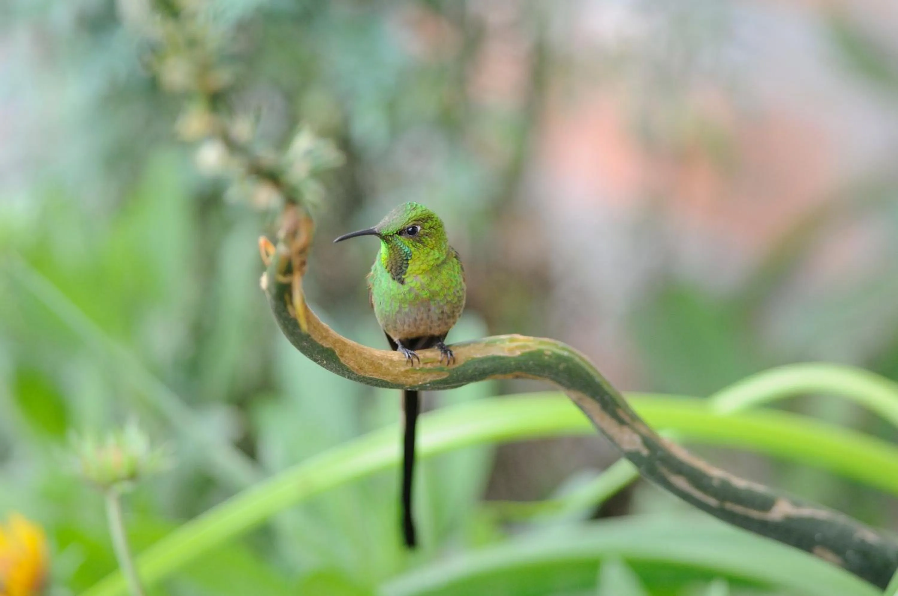 Animals in Hacienda Jimenita Wildlife Reserve