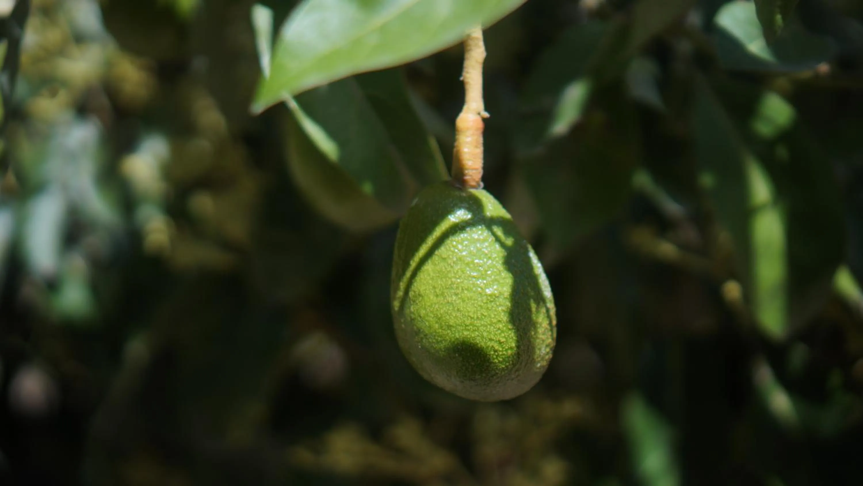 Food in Hacienda Jimenita Wildlife Reserve