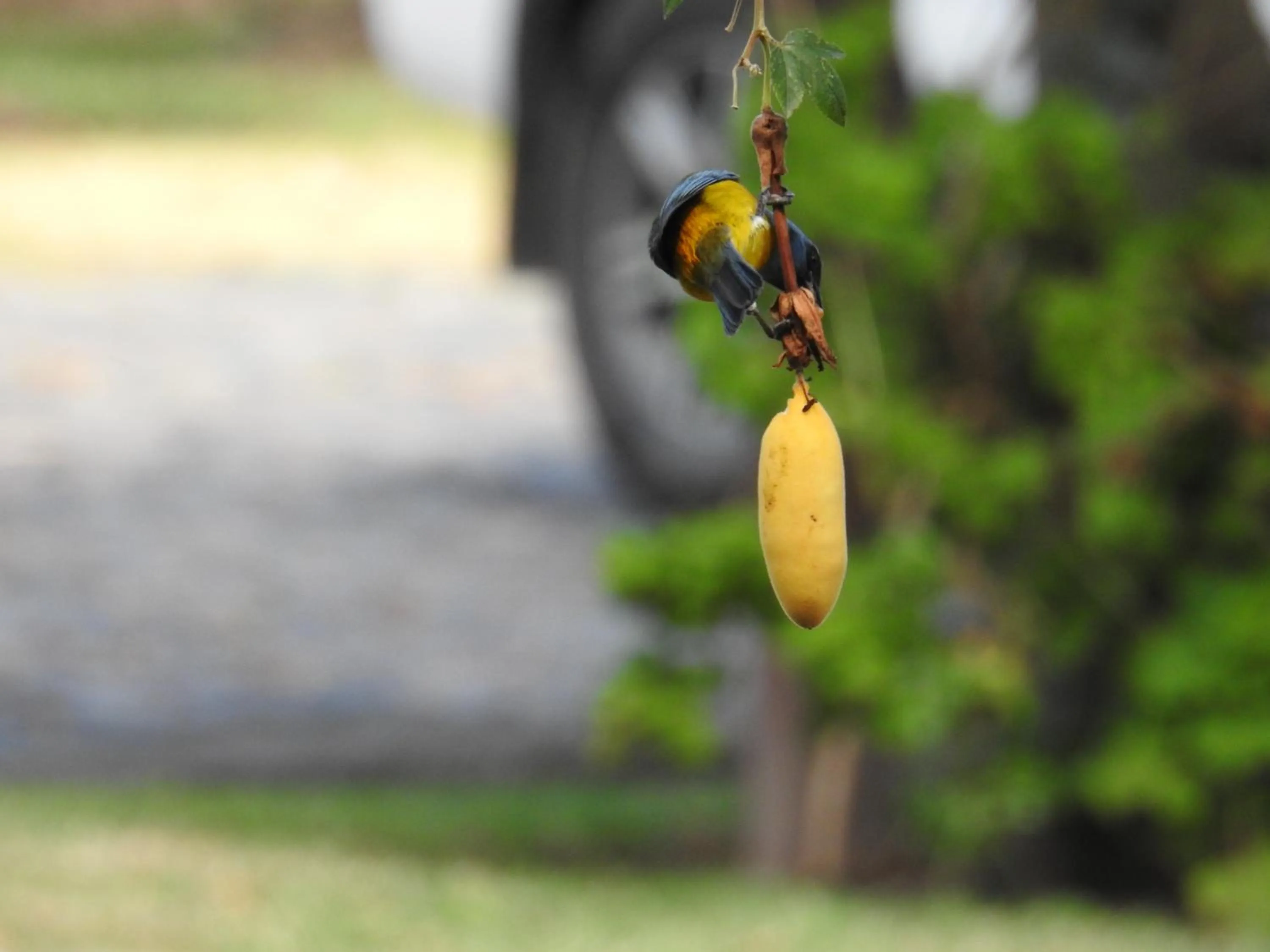 Animals in Hacienda Jimenita Wildlife Reserve
