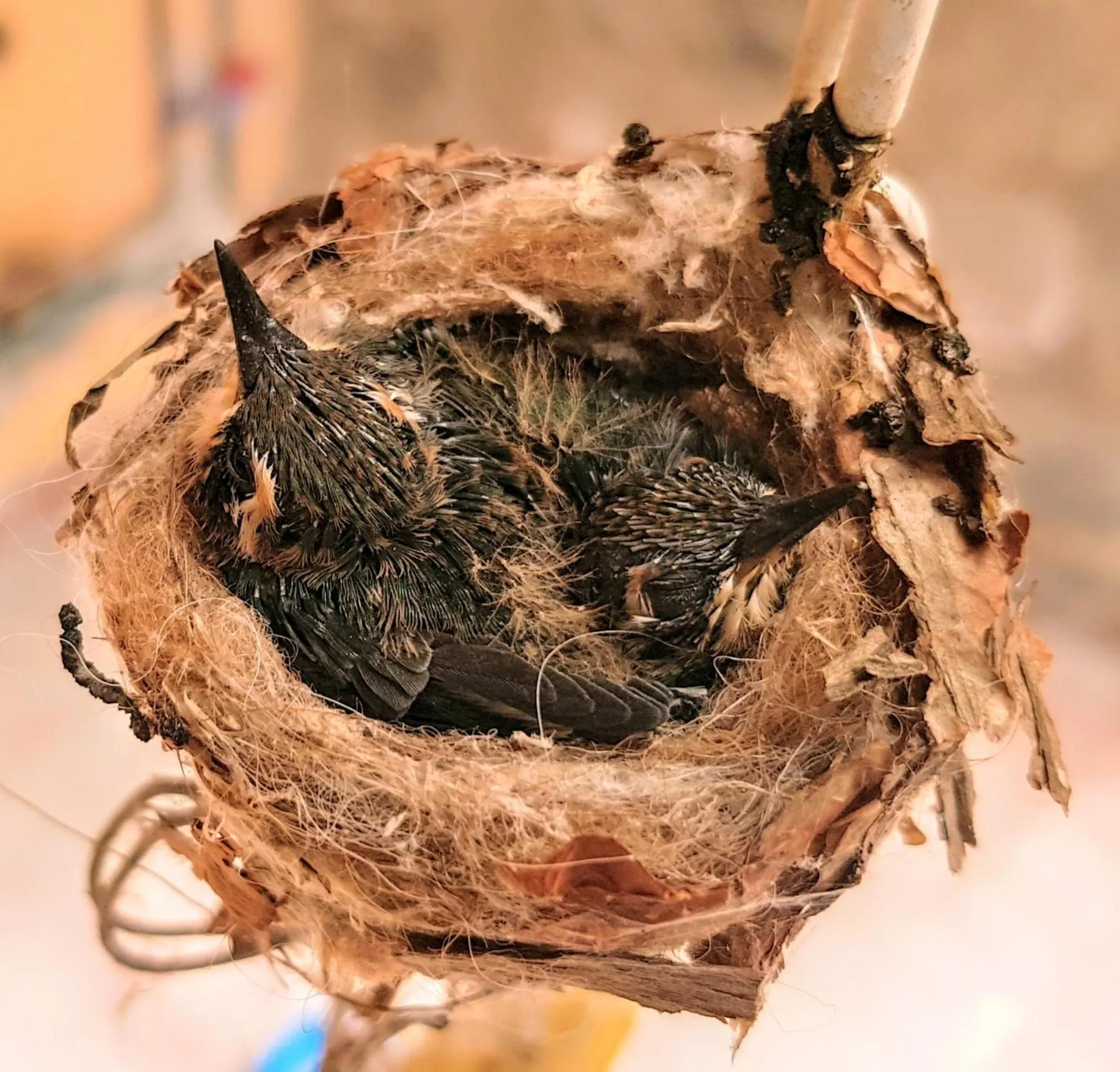 Activities in Hacienda Jimenita Wildlife Reserve