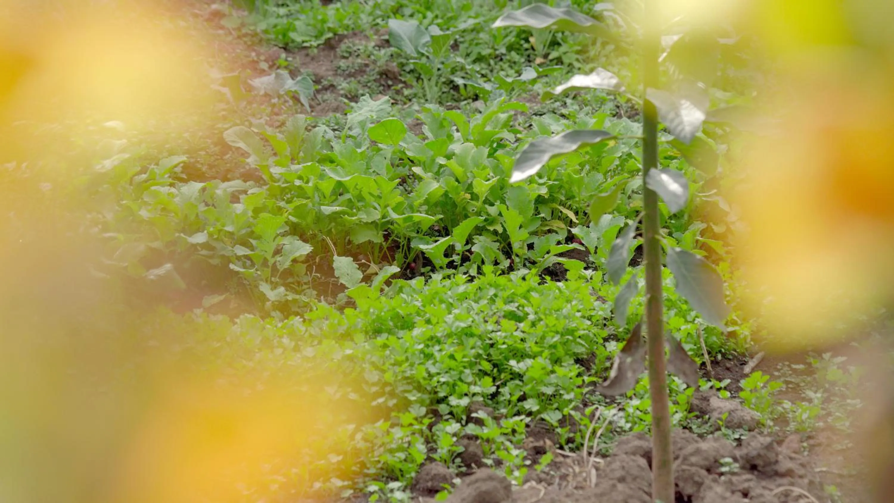 Garden in Hacienda Jimenita Wildlife Reserve