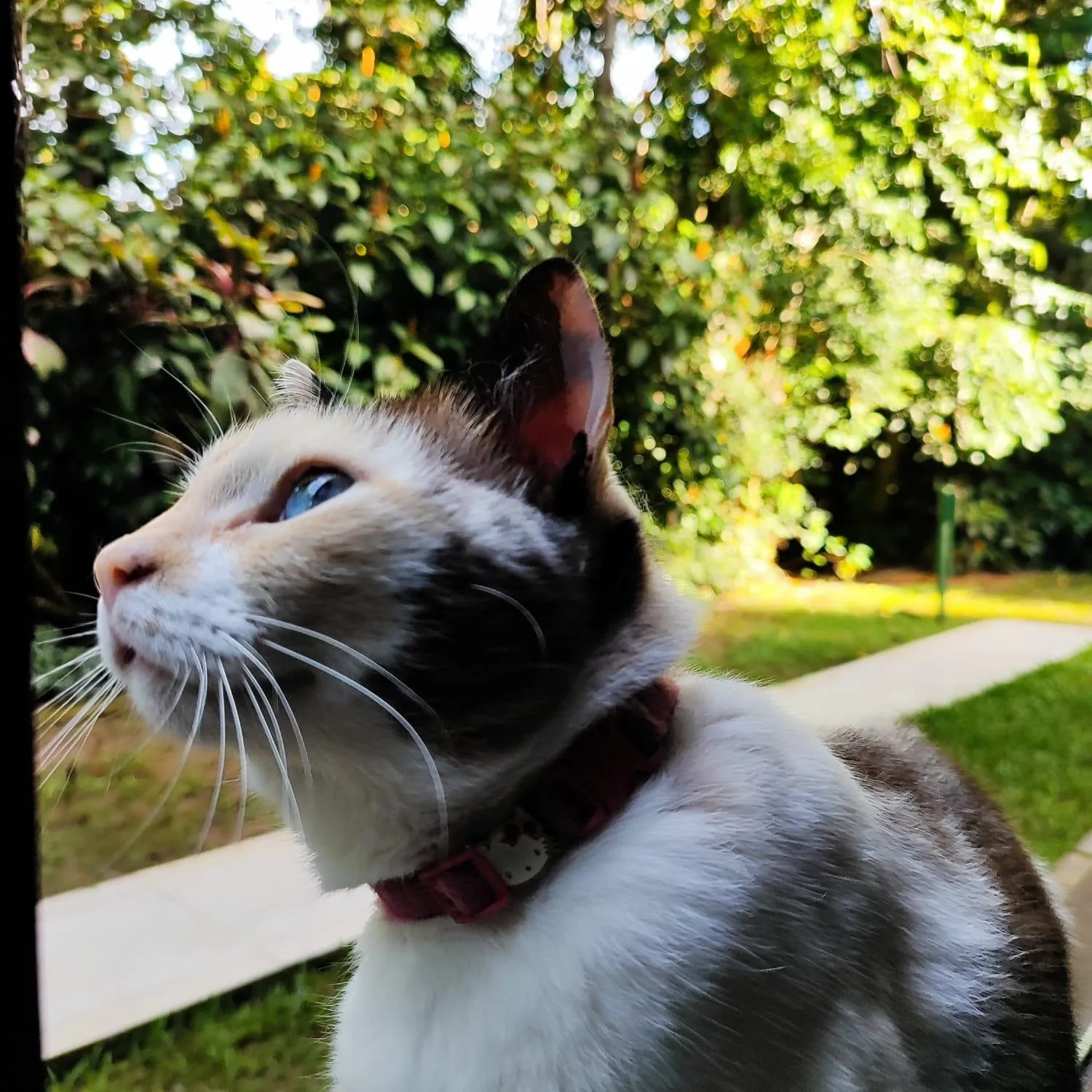 Pets in Pousada Dona Francisca