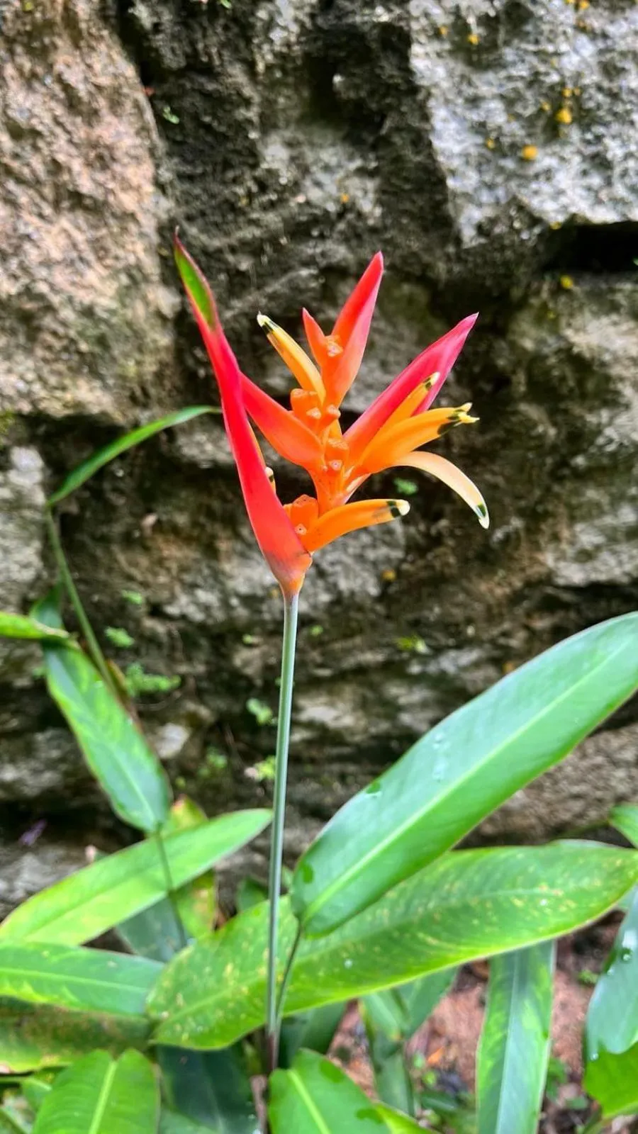 Spring in Pousada Dona Francisca