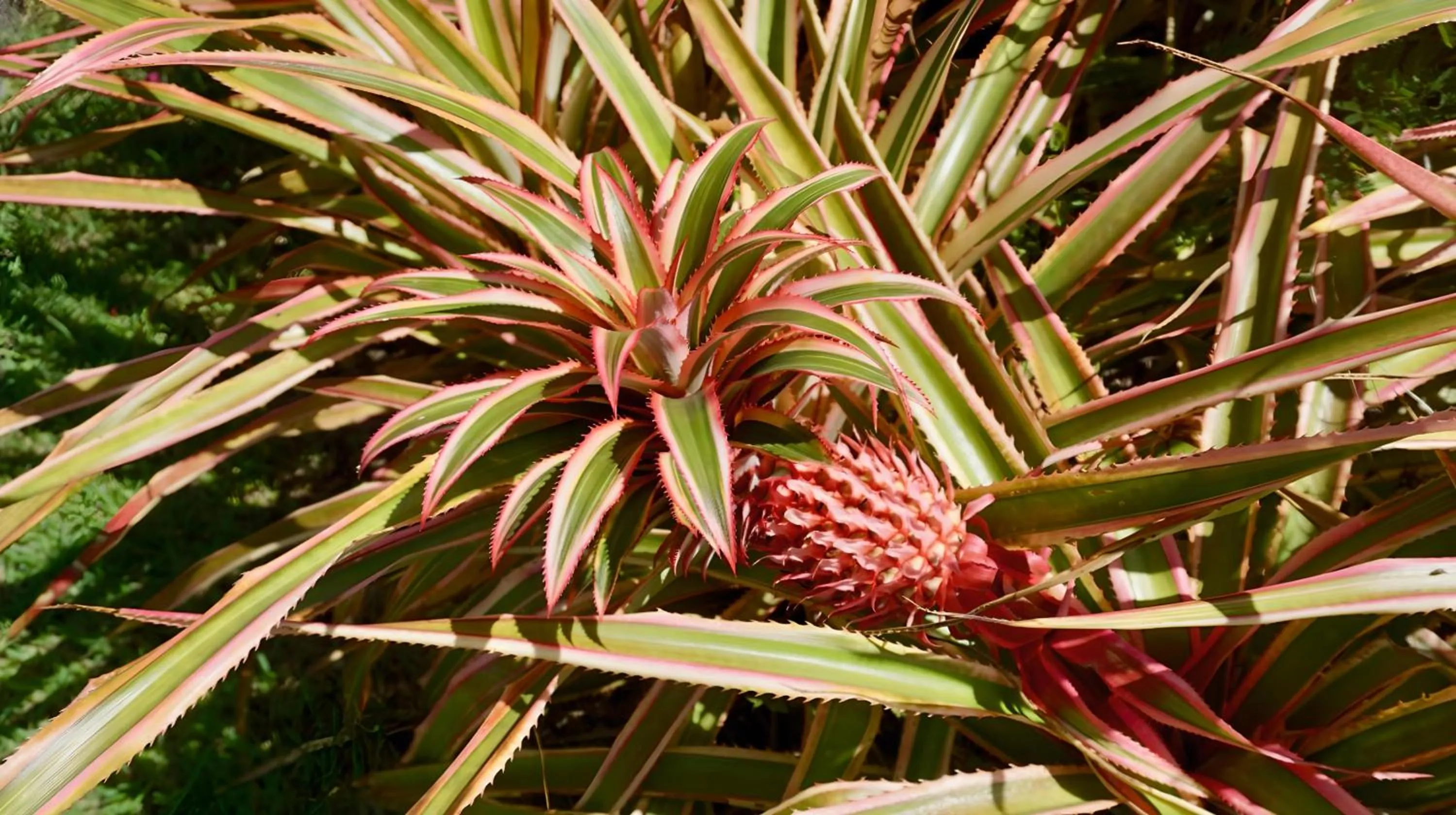 Garden in Domaine de l'Anse Ramier