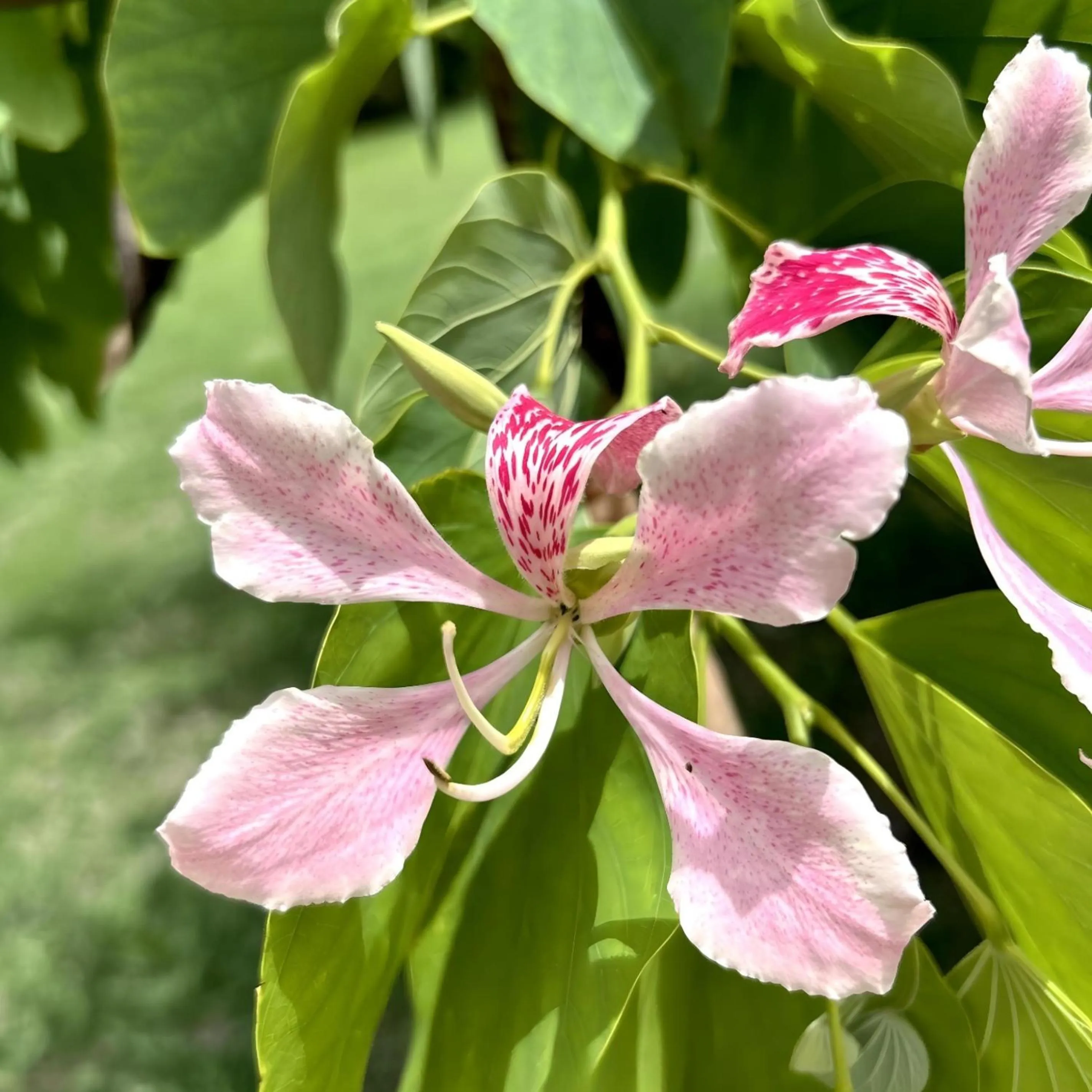 Natural landscape in Domaine de l'Anse Ramier