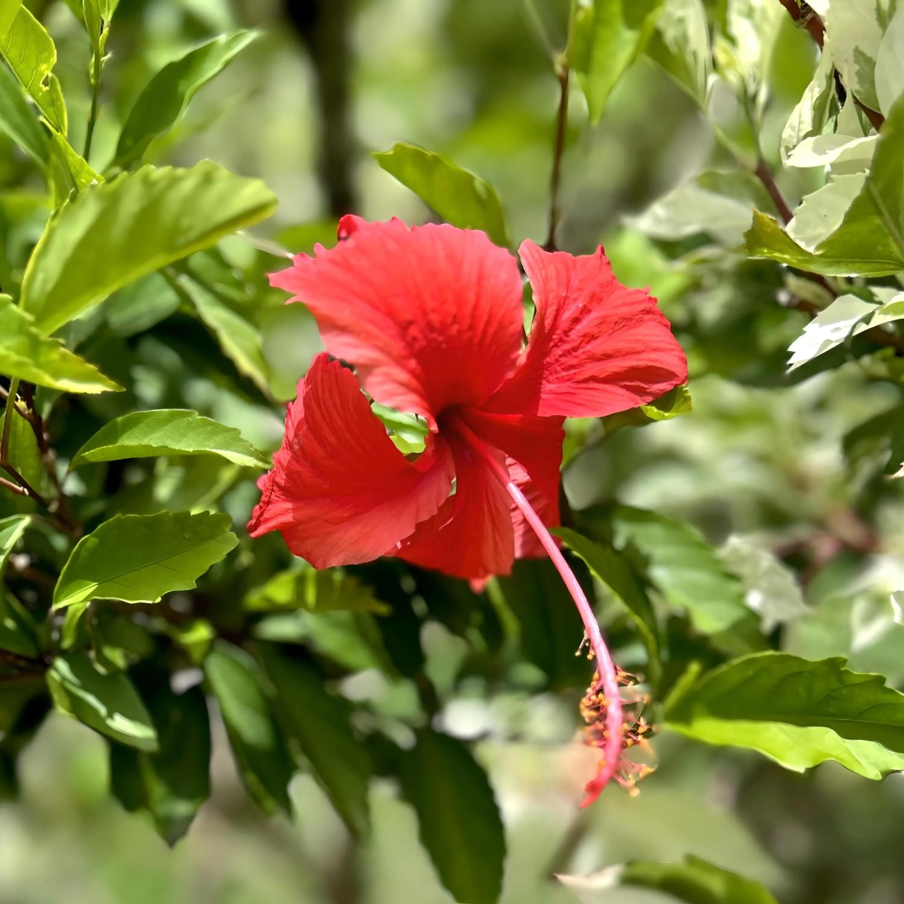 Natural landscape in Domaine de l'Anse Ramier