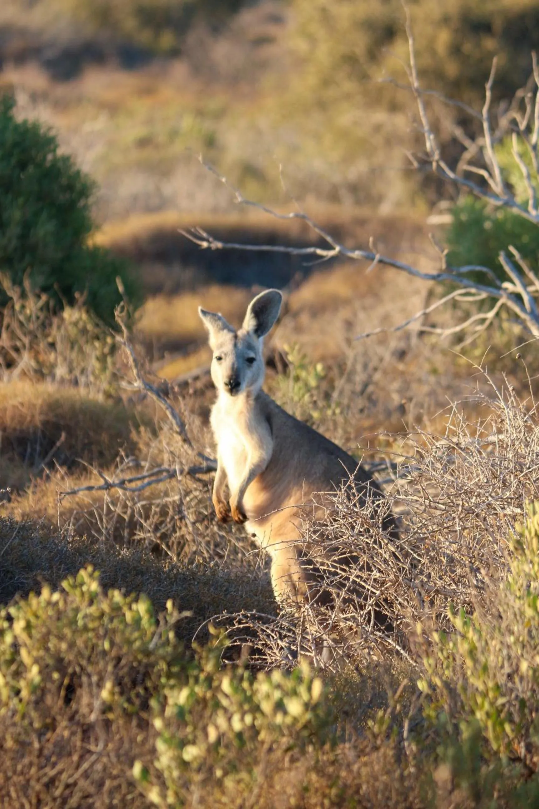 Heritage Resort Shark Bay