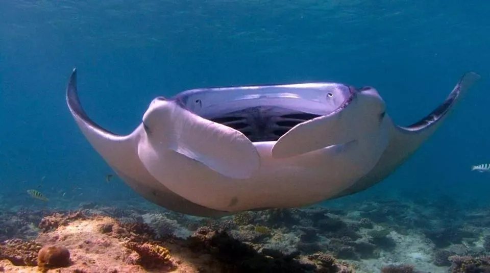 Diving in Charming Holiday Lodge