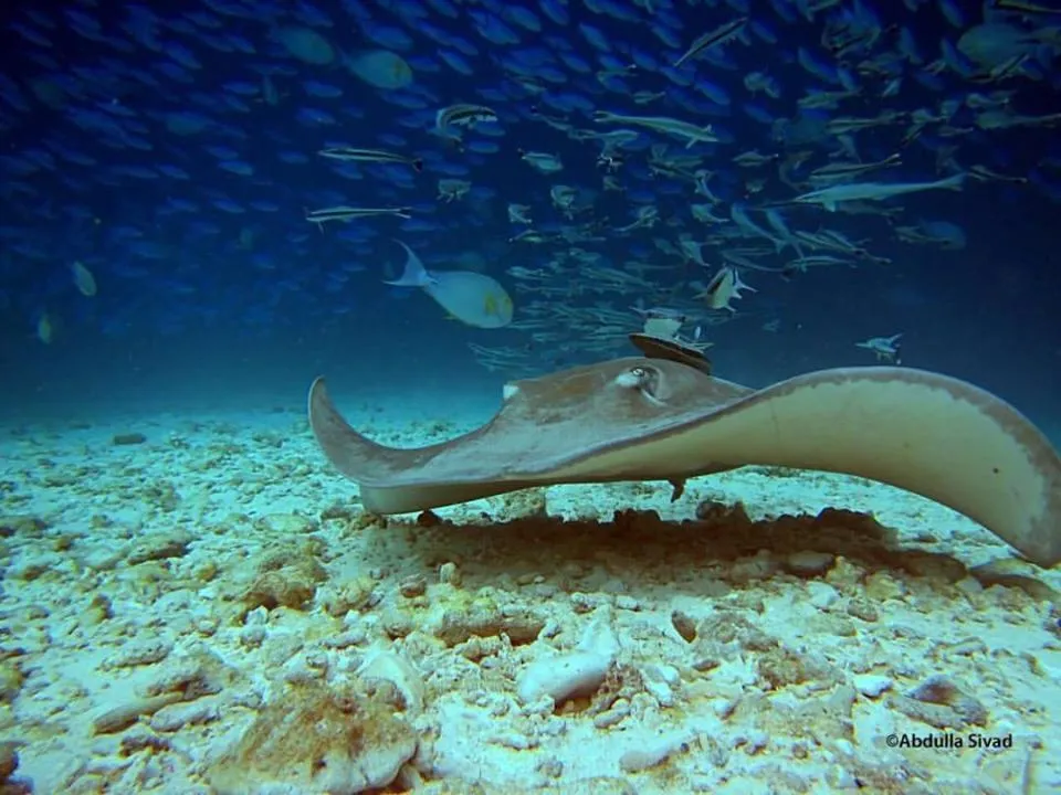 Snorkeling in Charming Holiday Lodge
