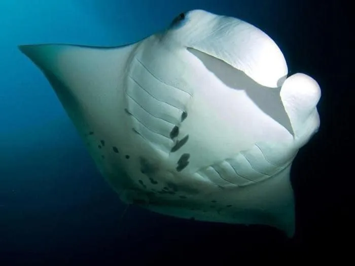 Diving in Charming Holiday Lodge