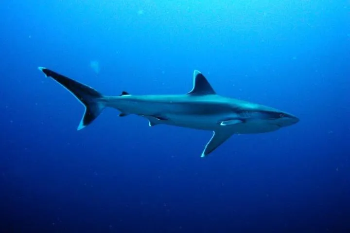 Diving in Charming Holiday Lodge