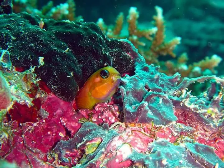 Snorkeling in Charming Holiday Lodge