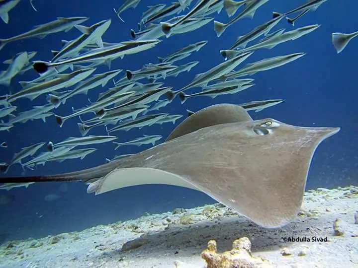 Diving in Charming Holiday Lodge