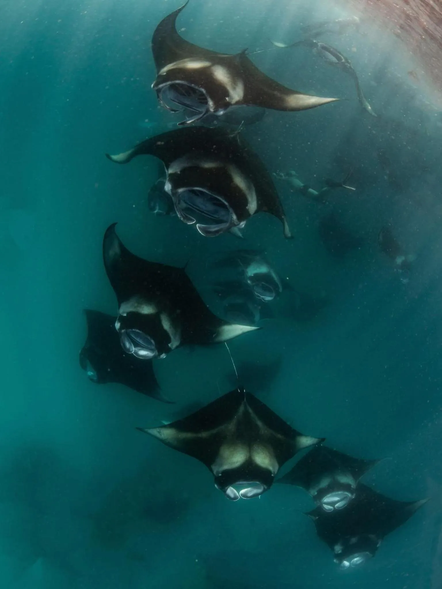 Diving in Charming Holiday Lodge