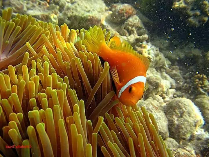 Snorkeling in Charming Holiday Lodge