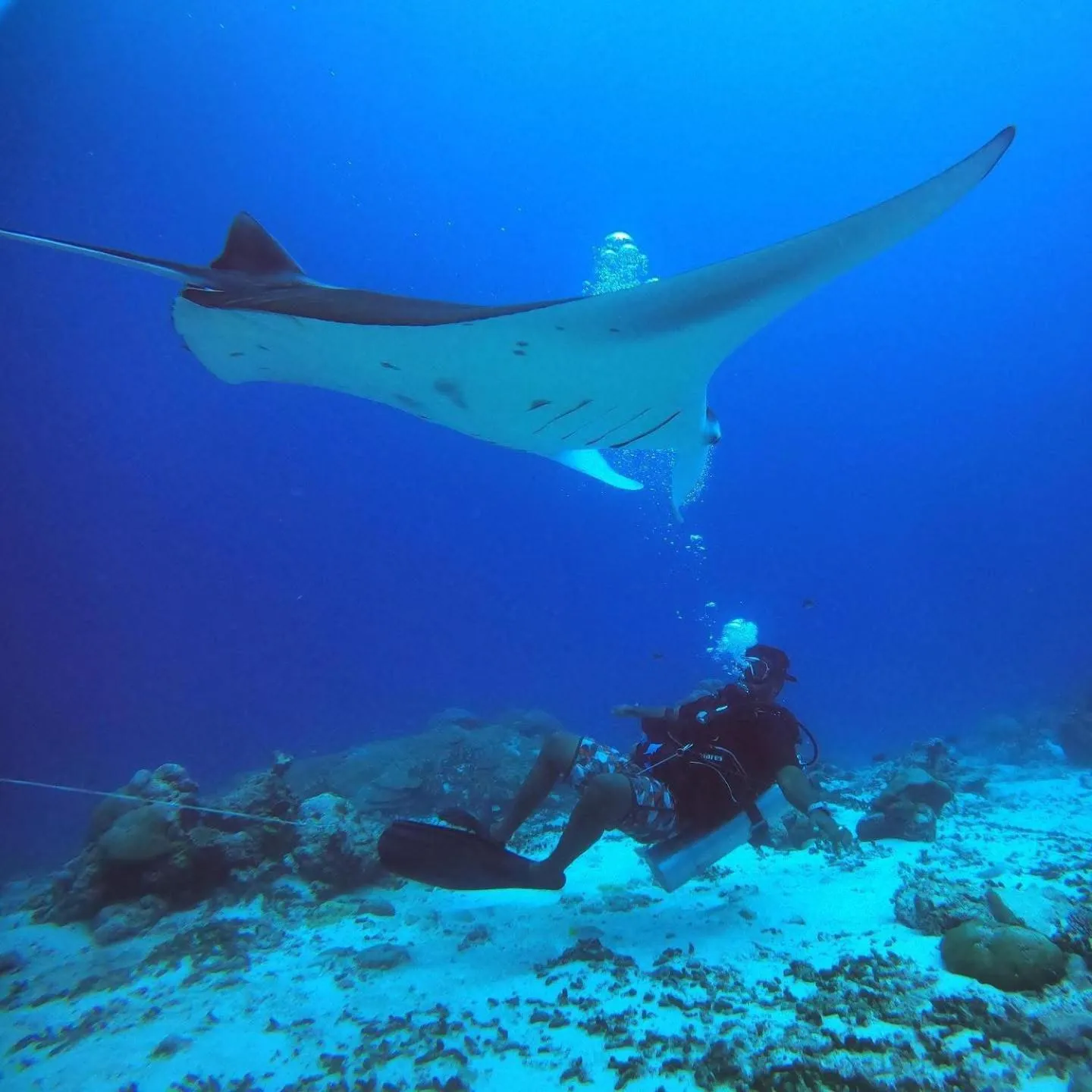 Diving in Charming Holiday Lodge