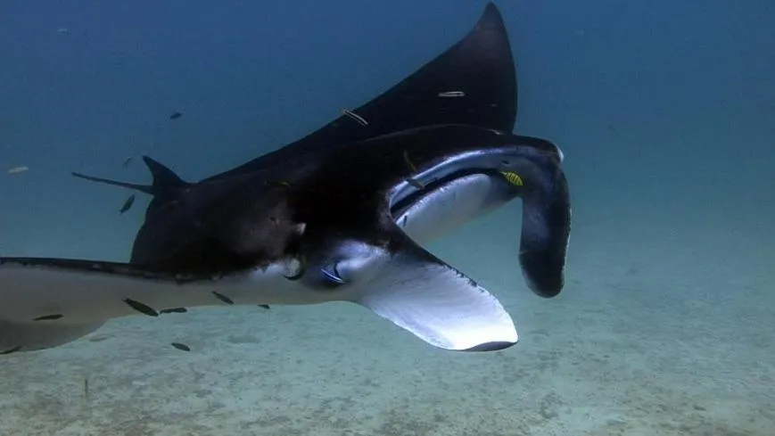 Diving in Charming Holiday Lodge