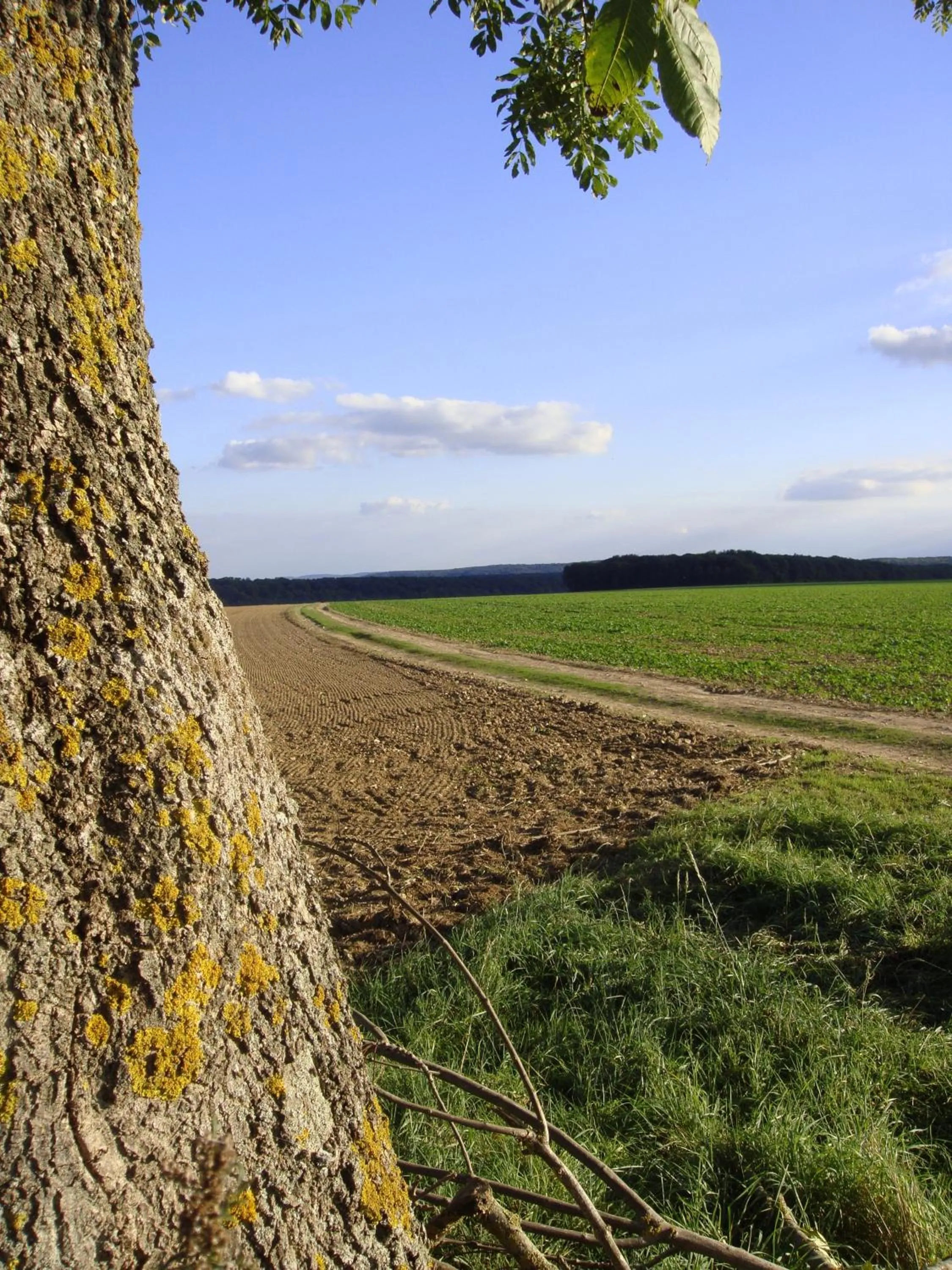Natural landscape in La Grange de Boulaines