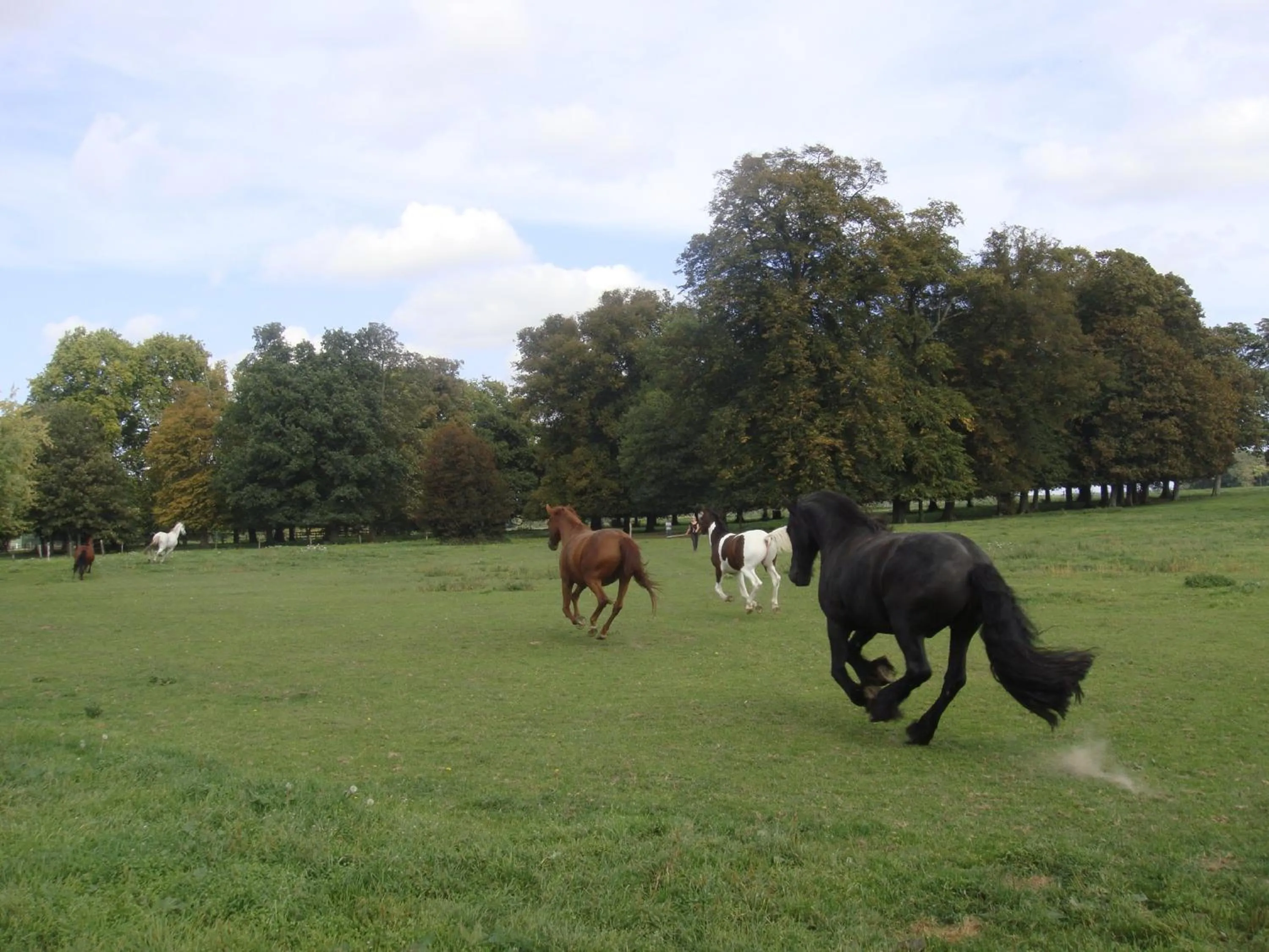 Pets in La Grange de Boulaines