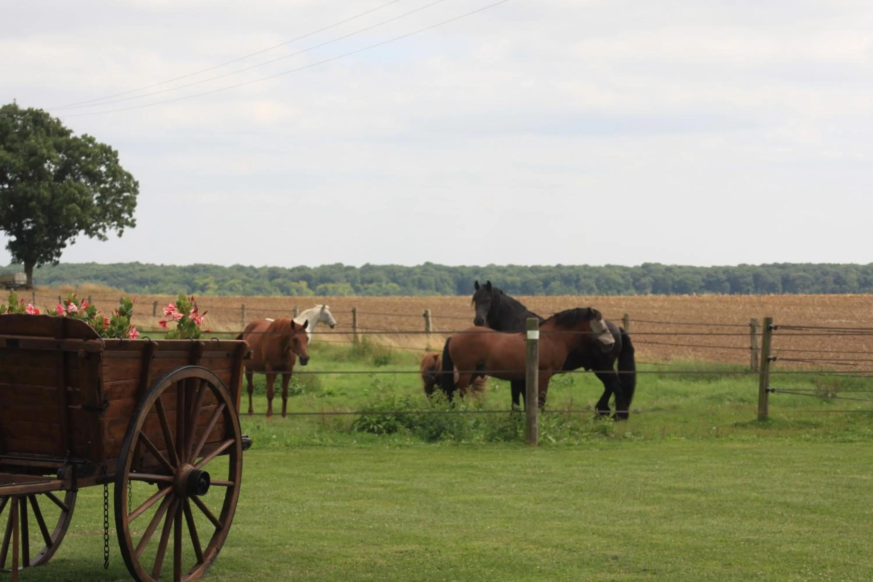 Animals in La Grange de Boulaines