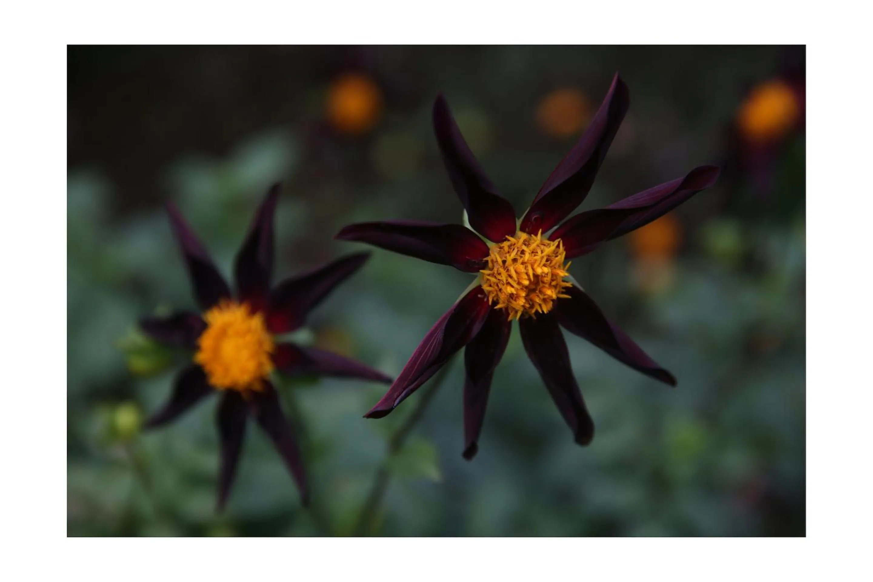 Garden in Château d'Harcelaines