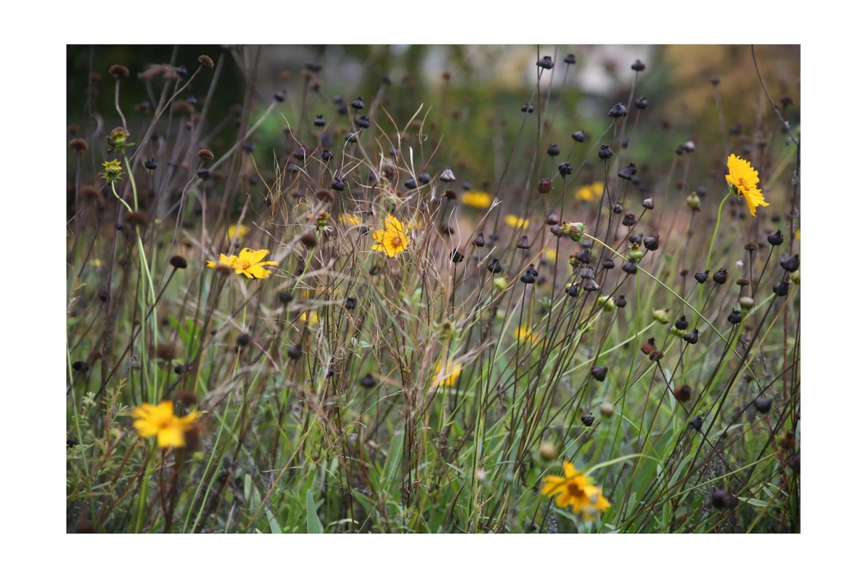 Garden in Château d'Harcelaines