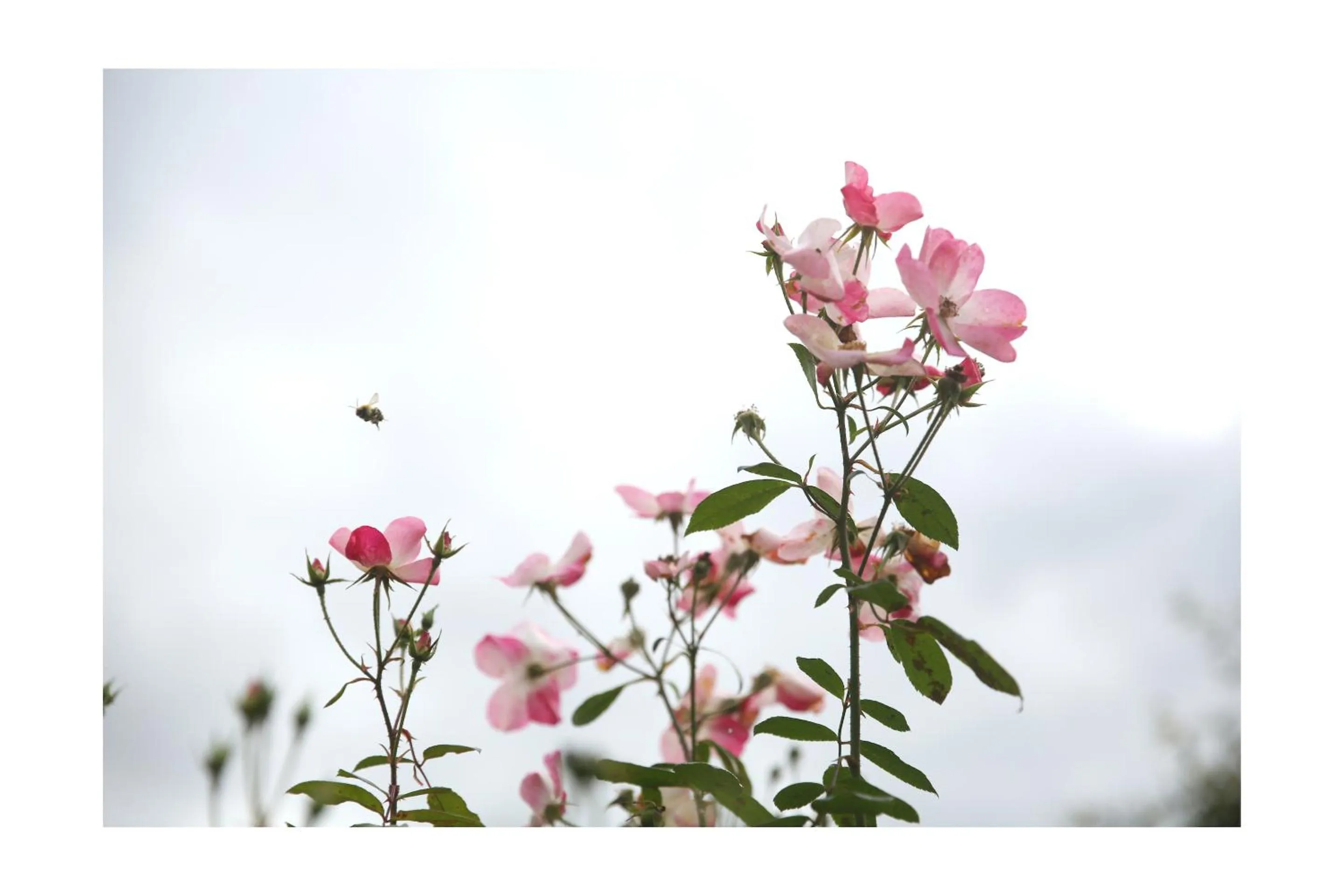 Garden in Château d'Harcelaines