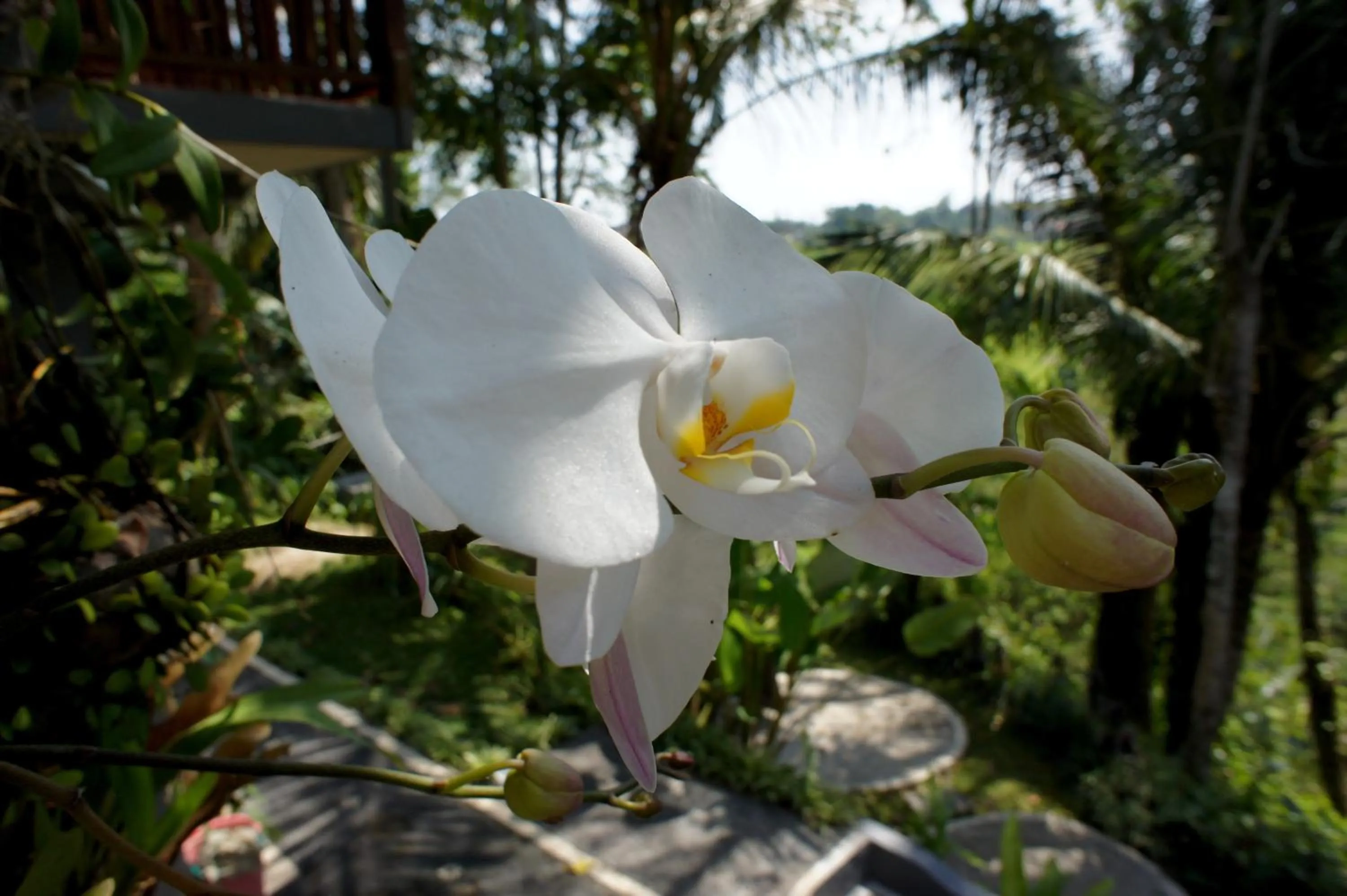 Garden in Prashanti Bali