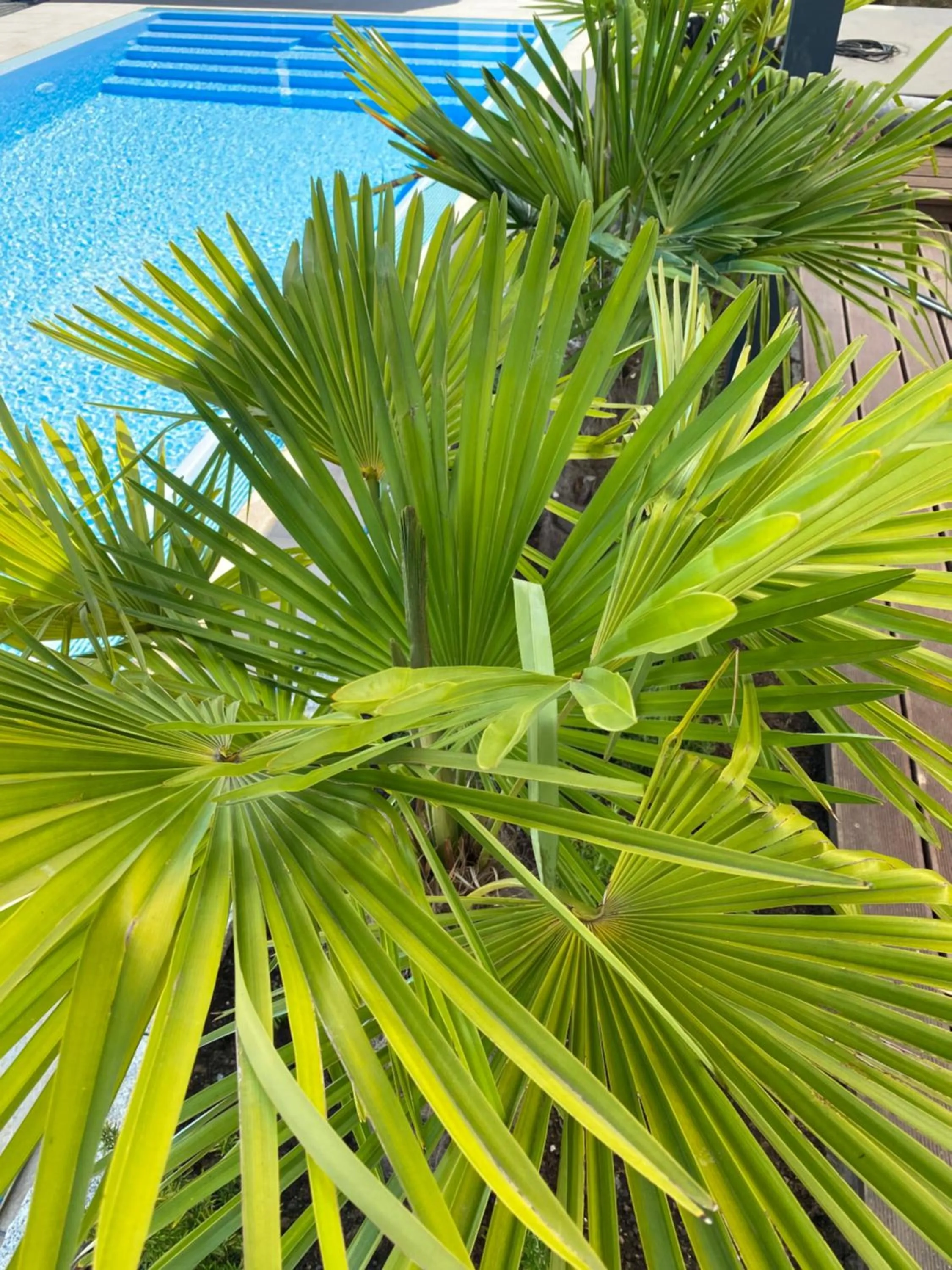 Swimming pool in AVALON ideal gelegen zwischen Europapark und Rulantica