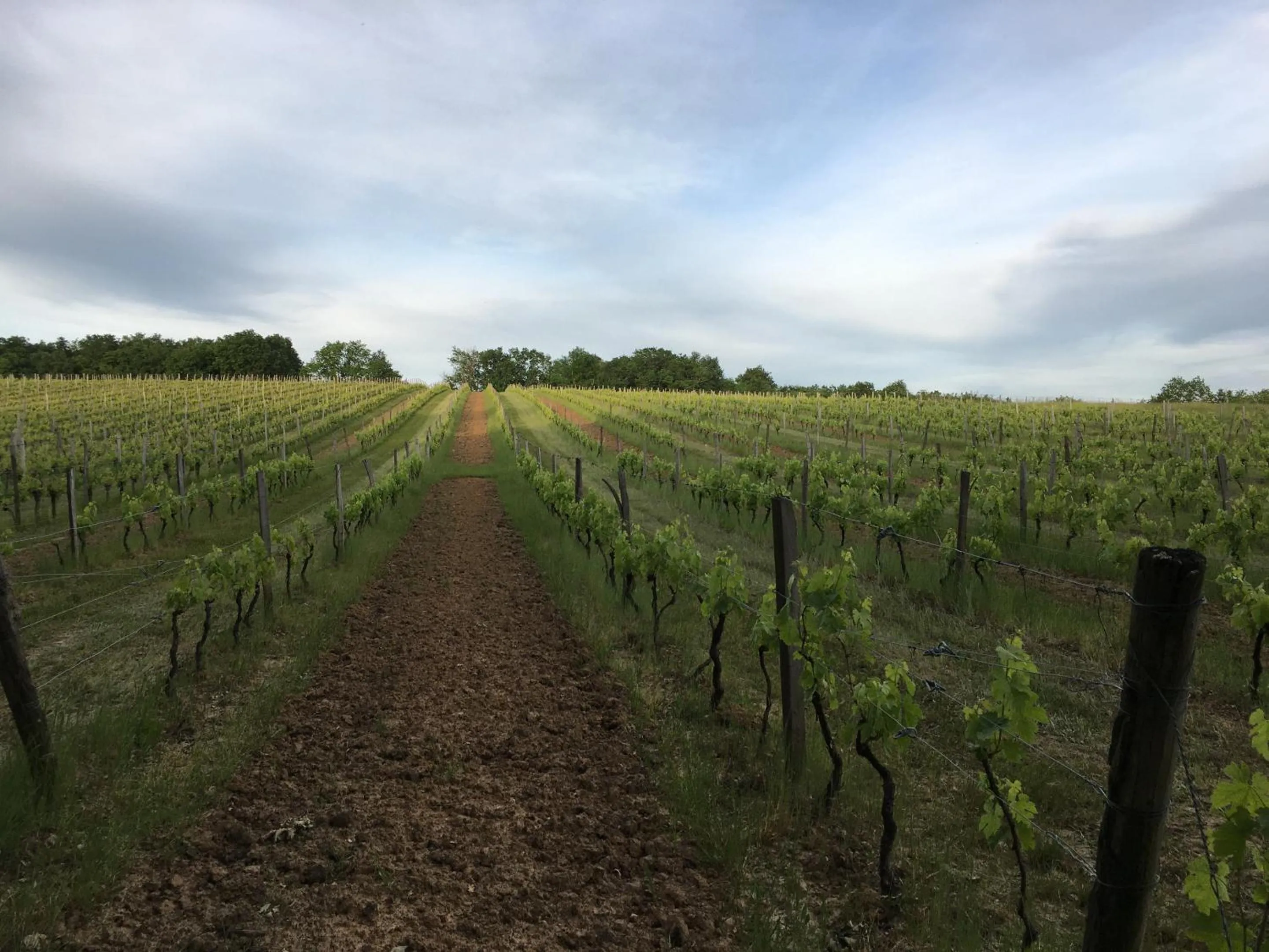 Garden in Chateau Masburel