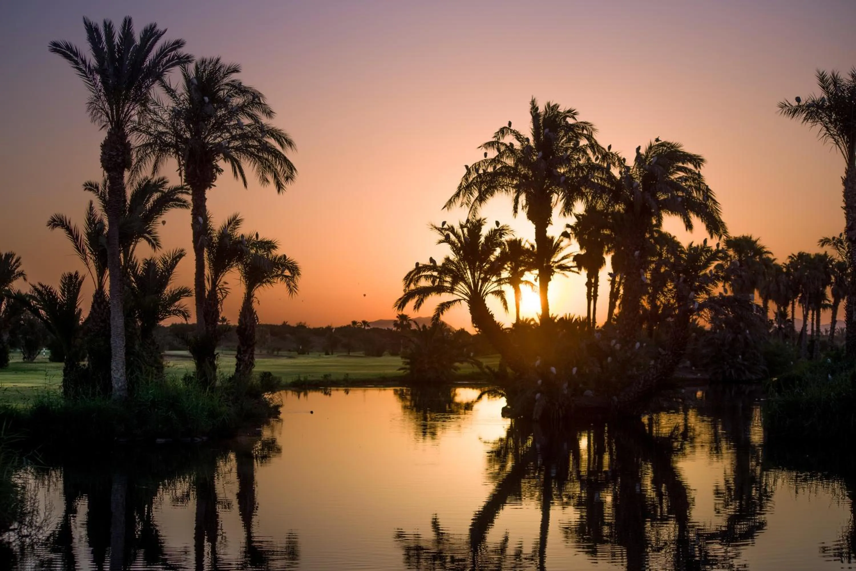 Natural landscape in Golf Club Rotana Palmeraie