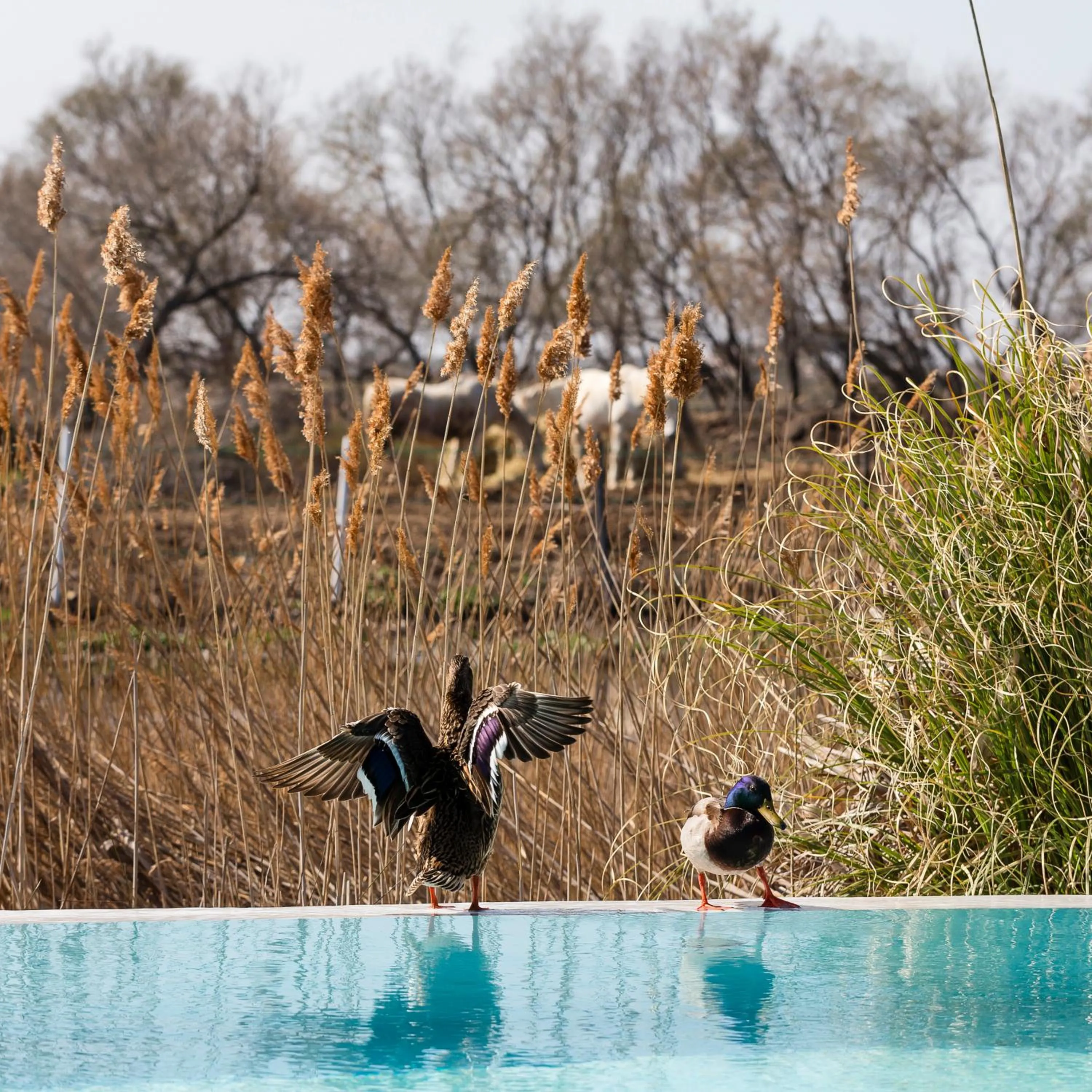 Animals in Hôtel Restaurant Les Arnelles