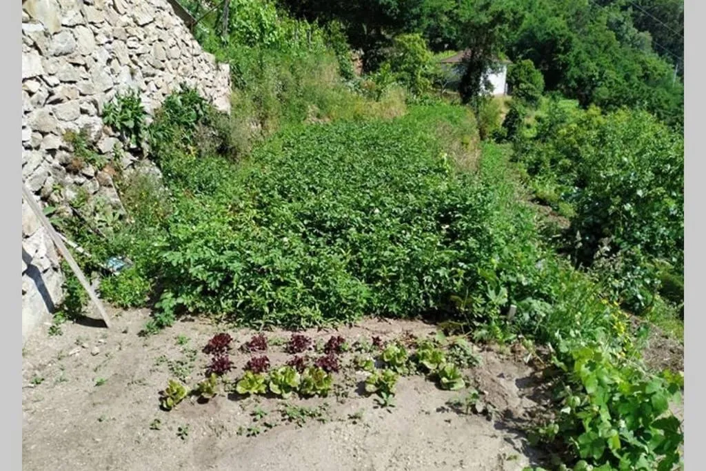 Garden in Casa da quintinha - Turismo rural