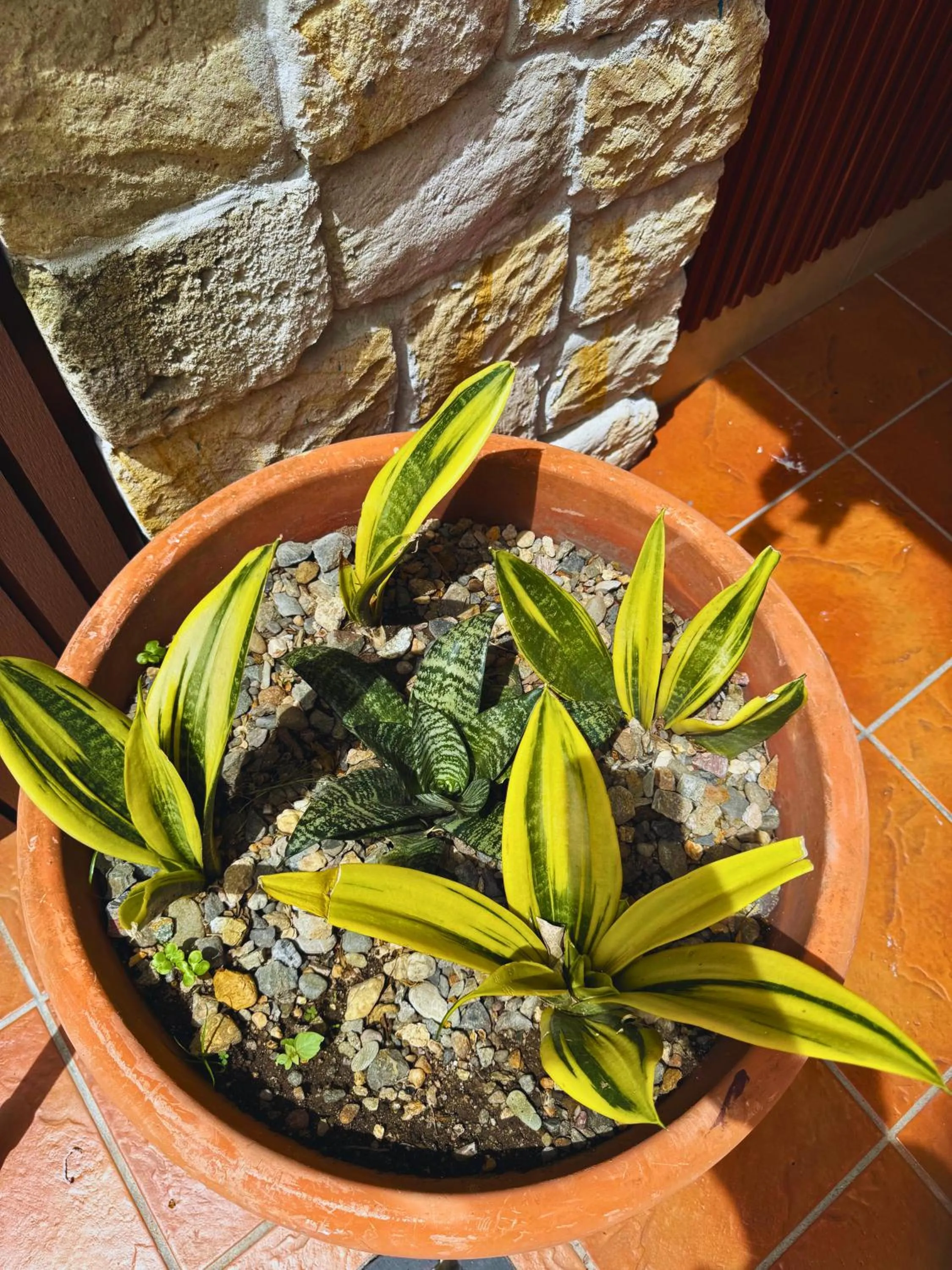 Garden view in Apartamentos Casa Del Valle