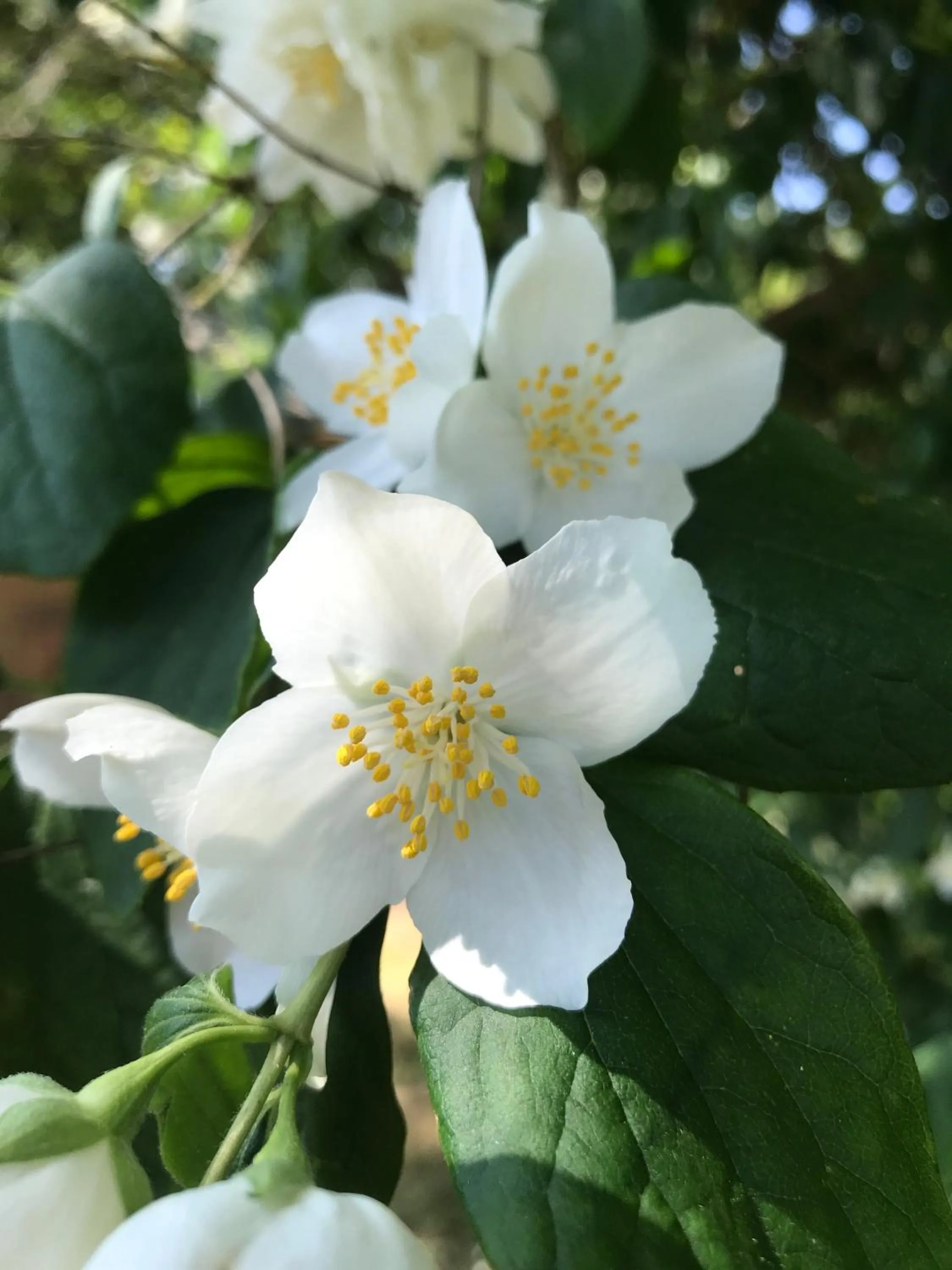 Garden in Aux portes de Pornichet, Chambres d'hôtes Ty'Sacha
