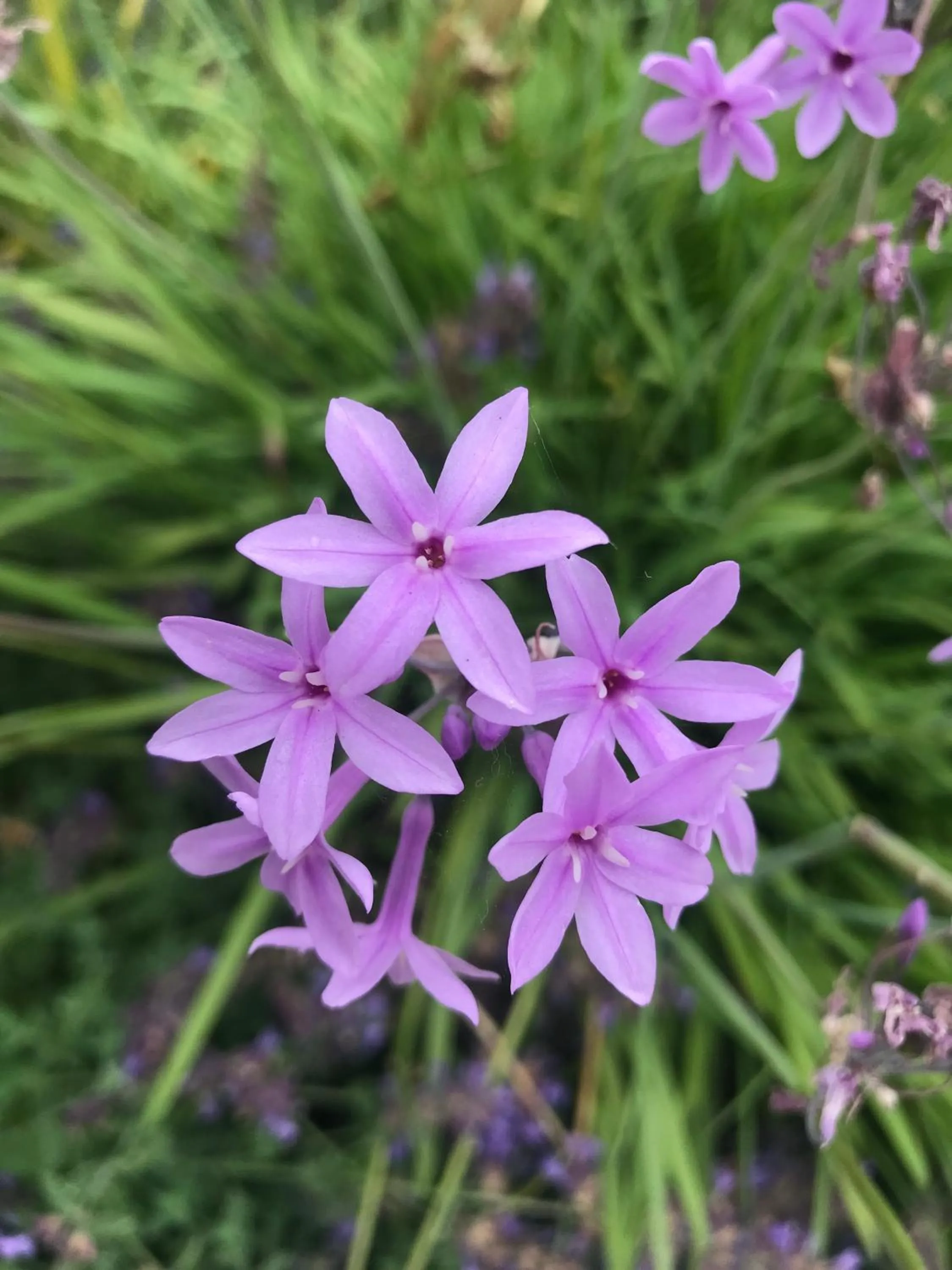 Garden in Aux portes de Pornichet, Chambres d'hôtes Ty'Sacha
