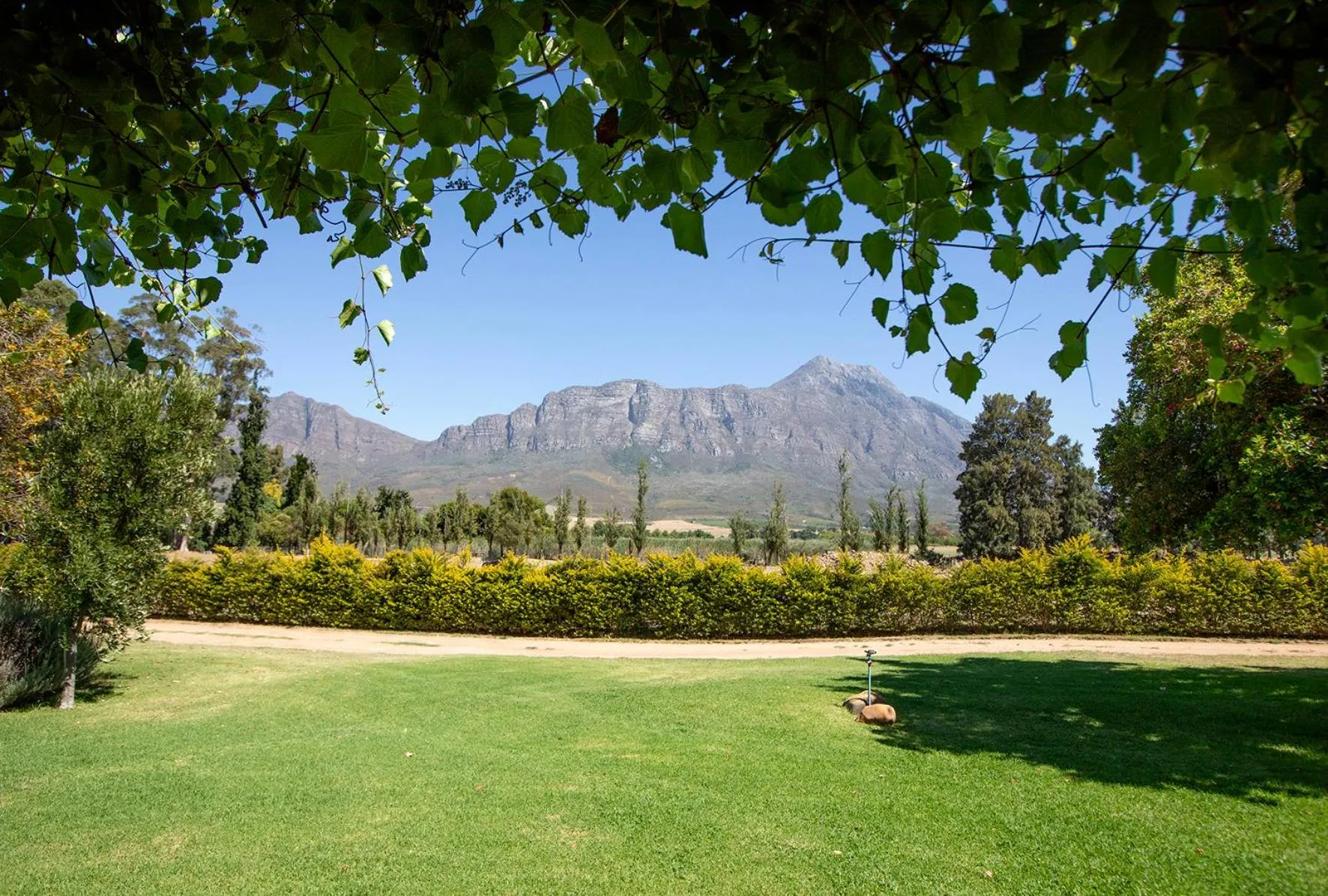 View (from property/room) in Saronsberg Vineyard Cottages