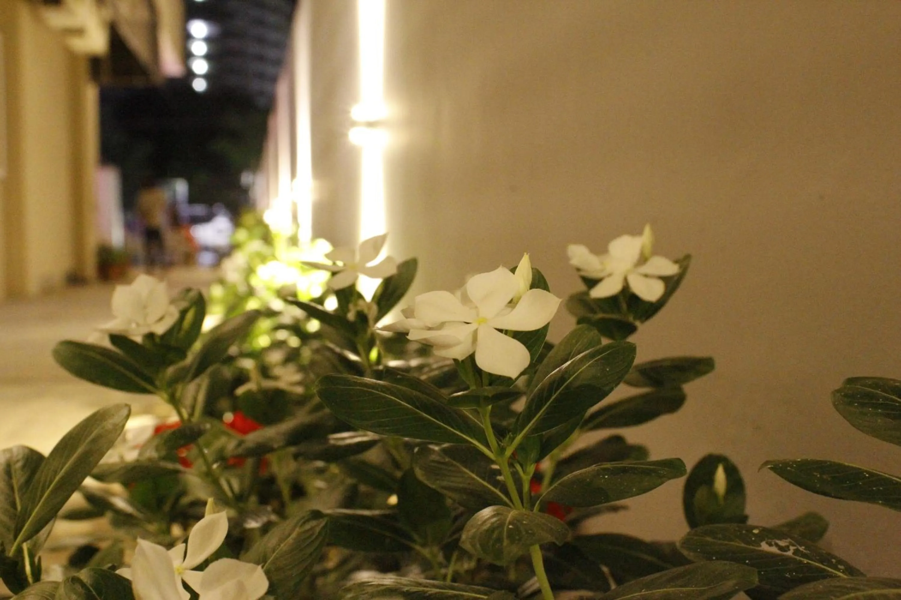 Garden in The Vrindwoods