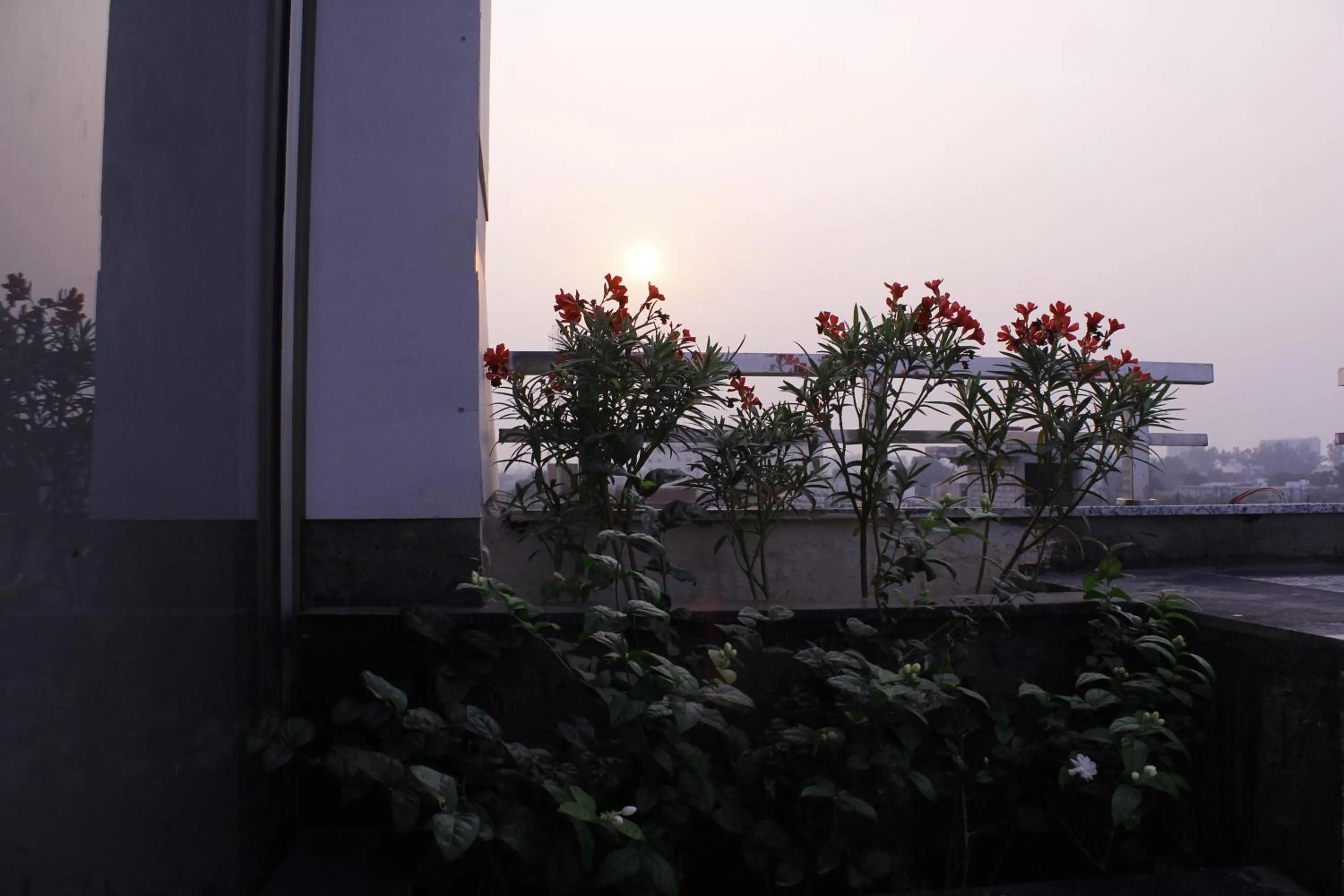 Sunrise in The Vrindwoods