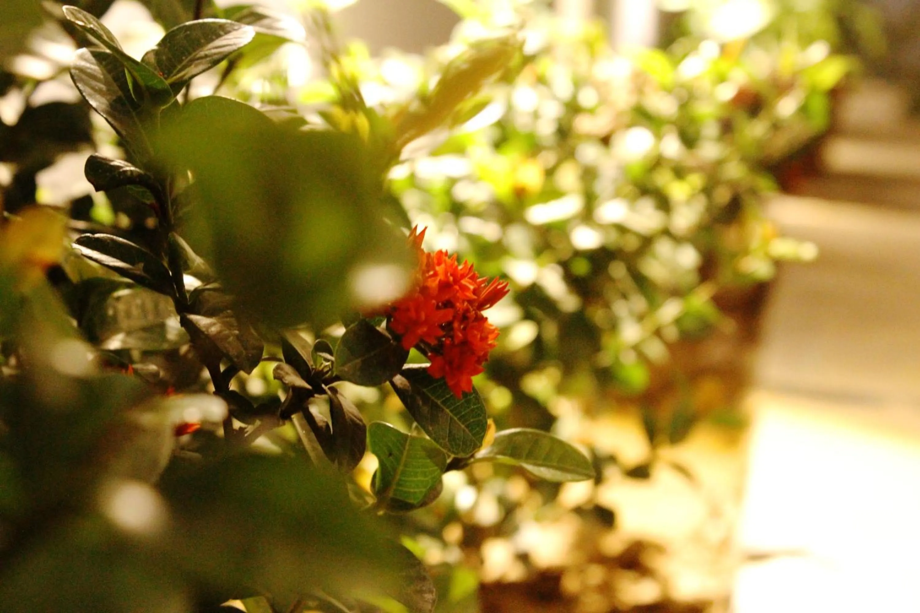 Garden in The Vrindwoods