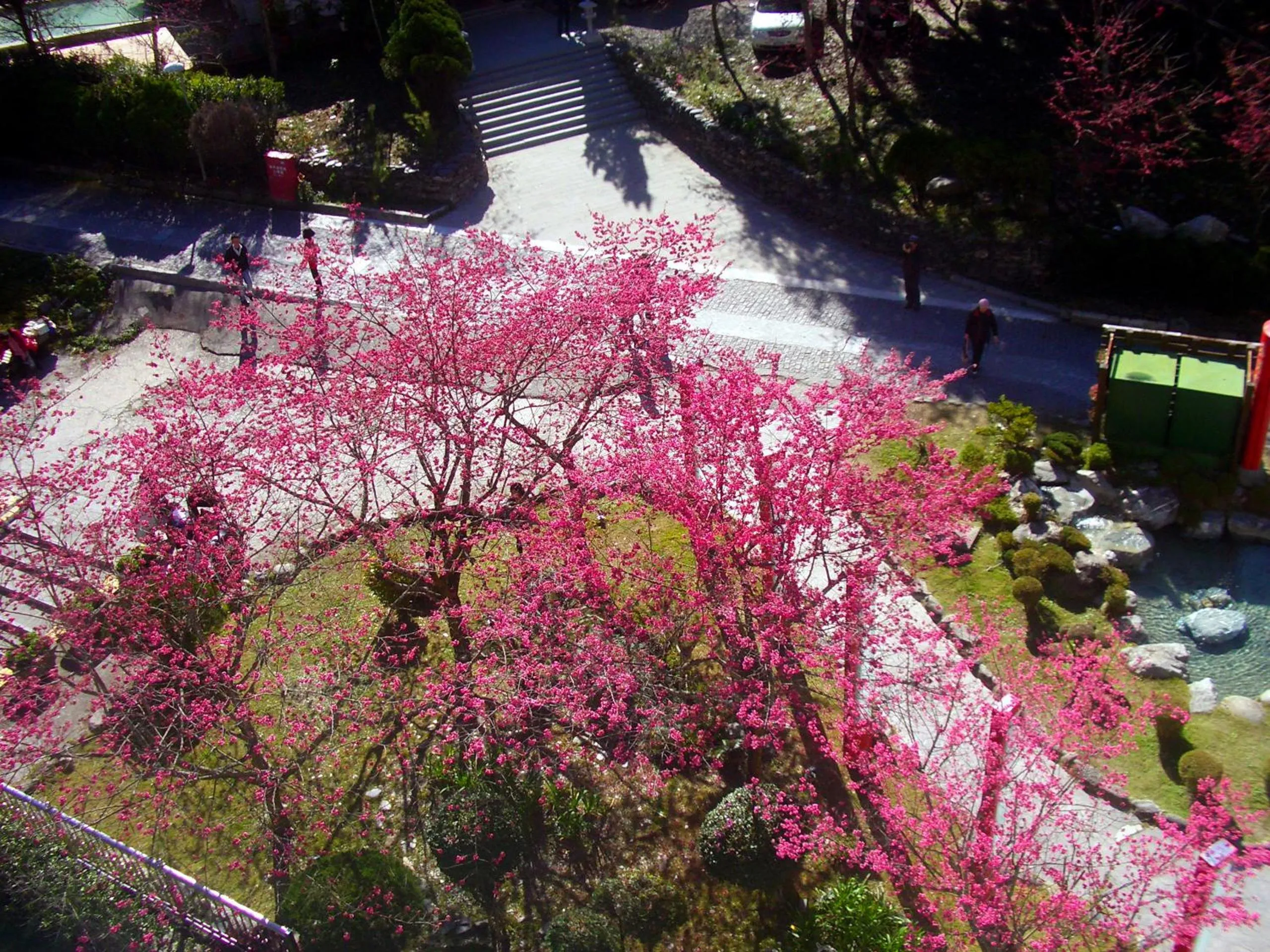 Spring in Honey Moon Hotel