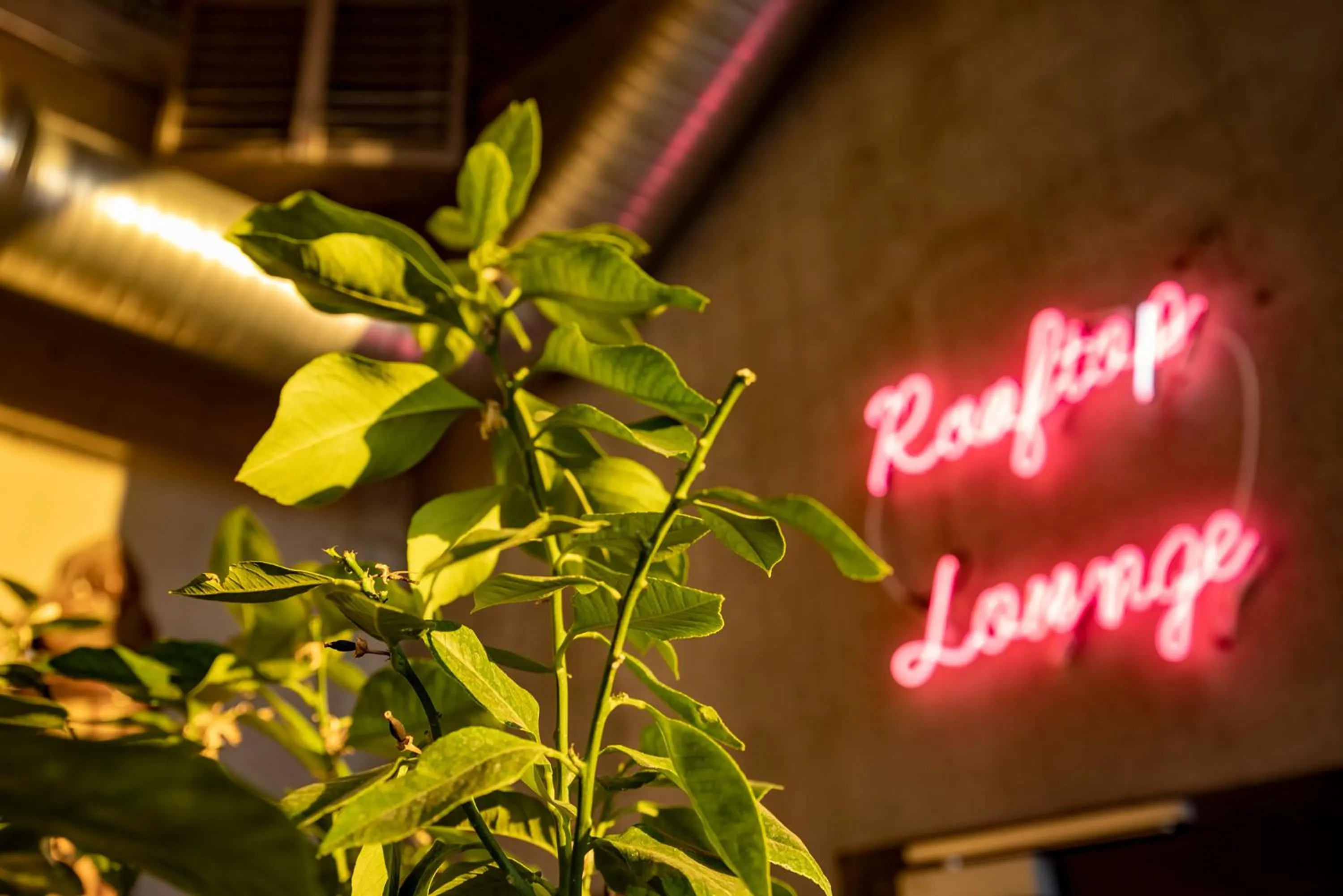 Balcony/Terrace in The Greenhouse Hotel