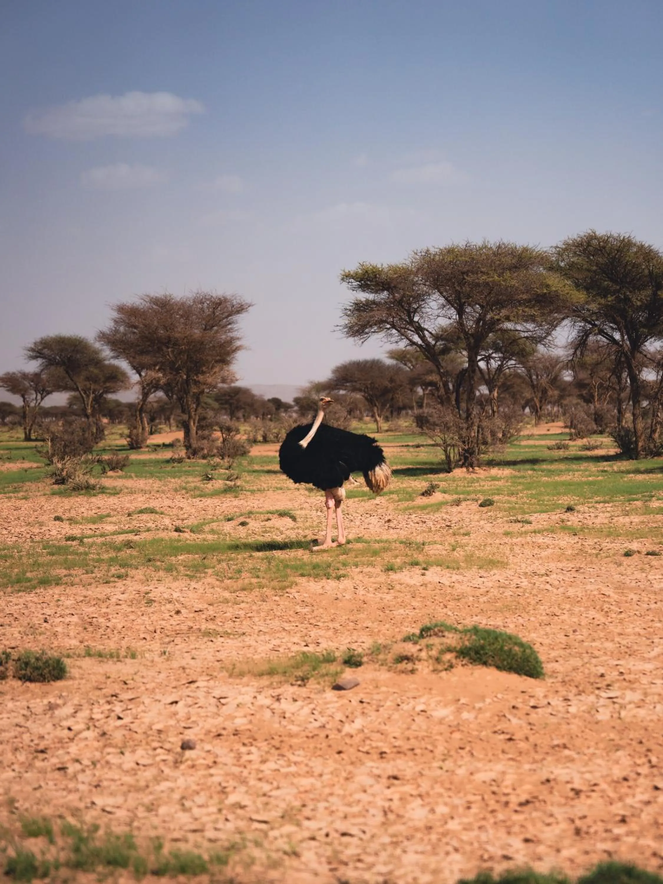 Bivouac Joudour Sahara