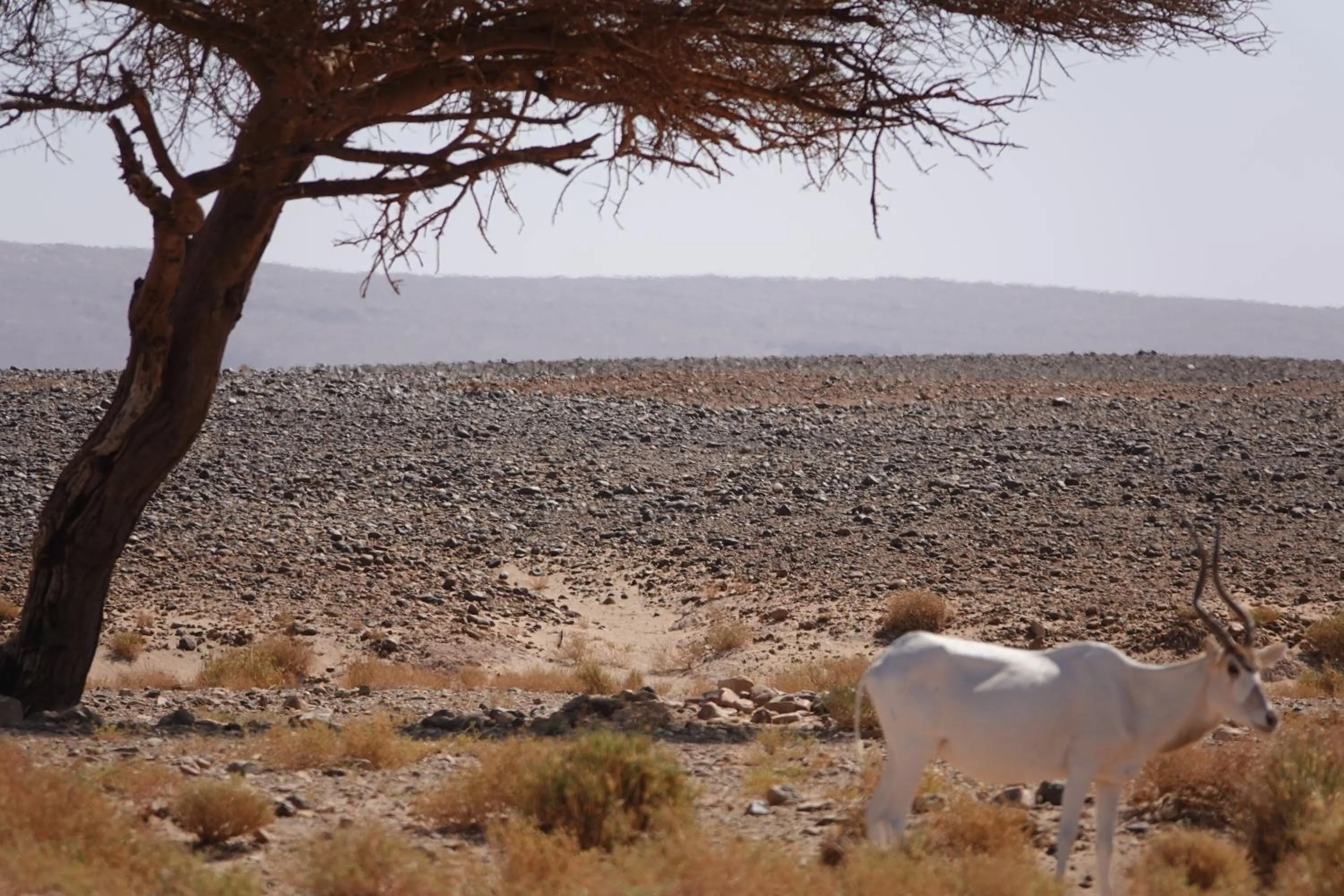Bivouac Joudour Sahara