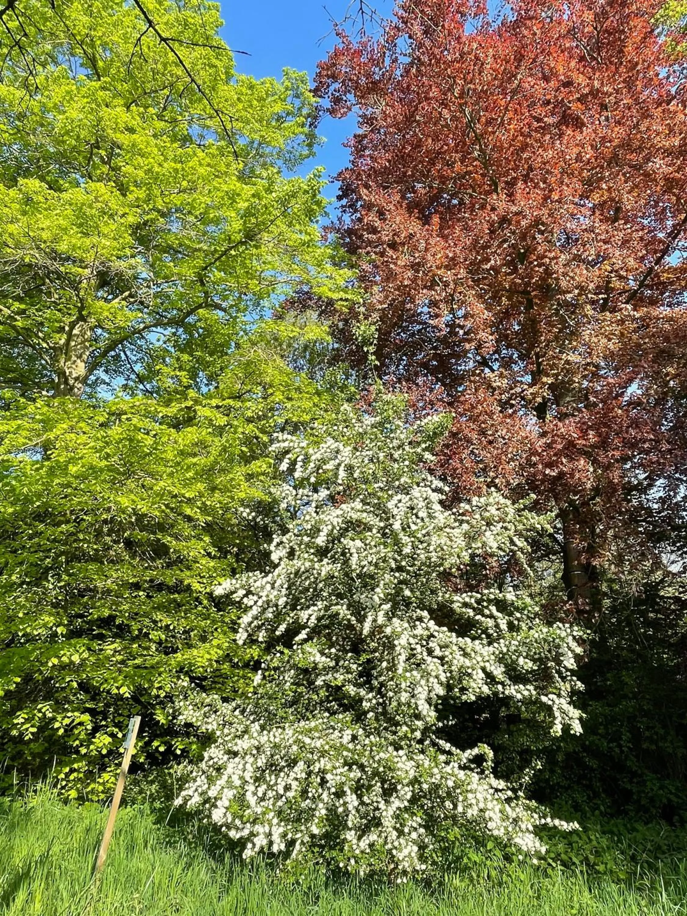 Garden in World House Wetten