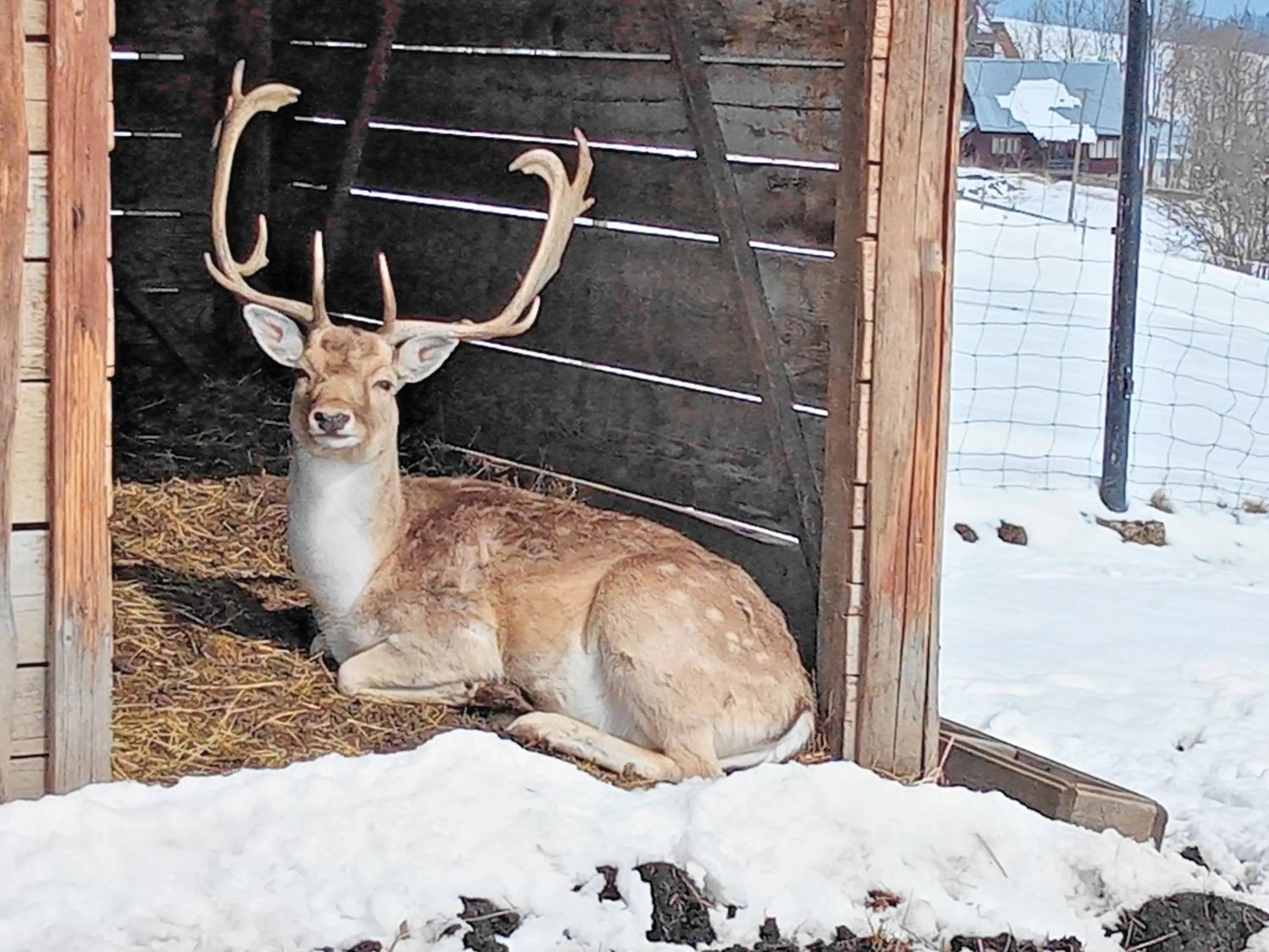 Animals in Ośrodek Wypoczynkowy u Bartka