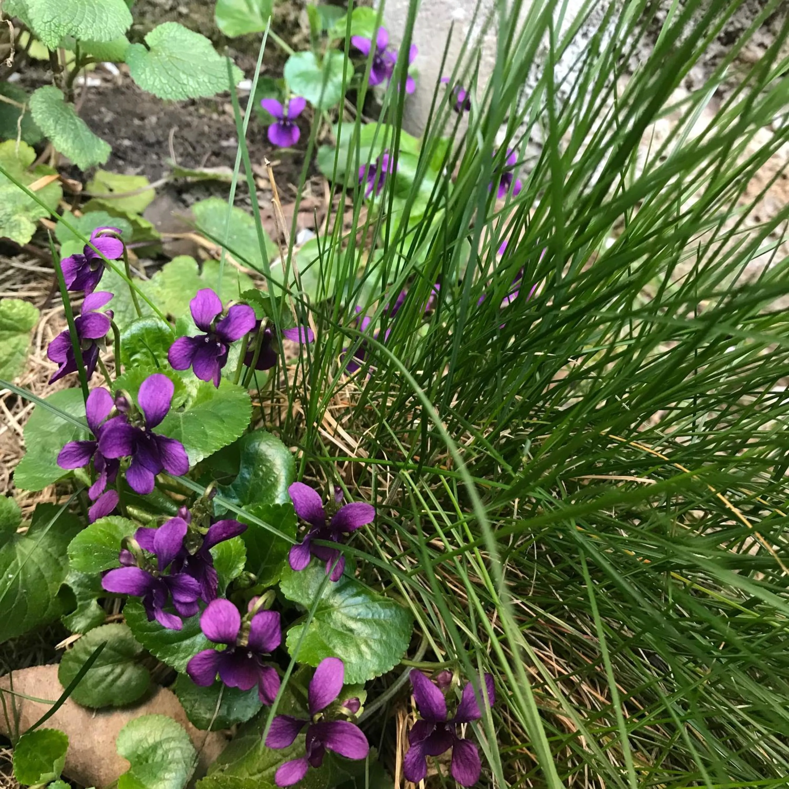 Garden in Christy Hotel