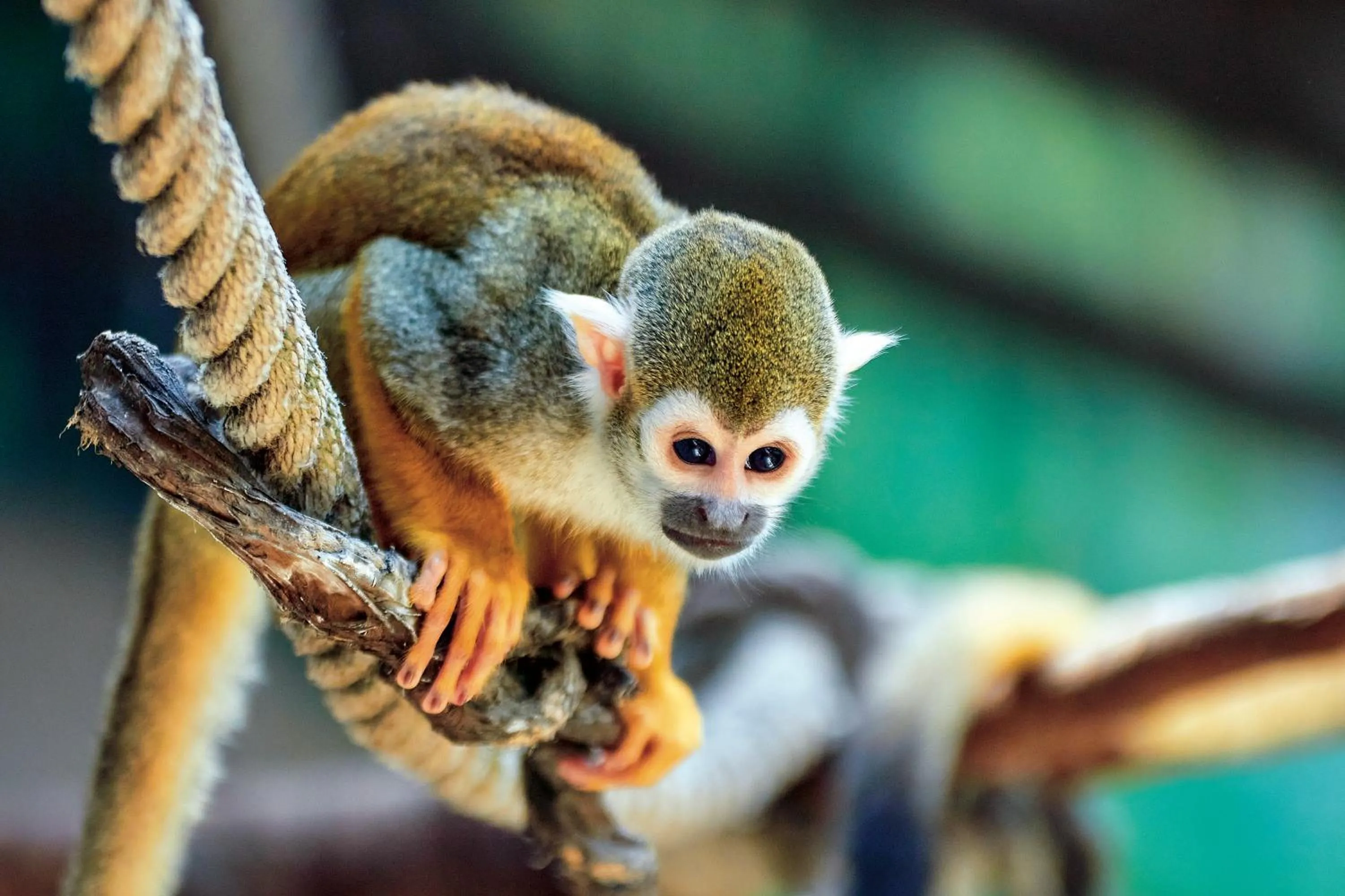 Children play ground in Four Points by Sheraton Costa Blanca Villas