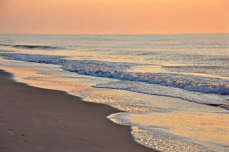 Carolina Dunes 502